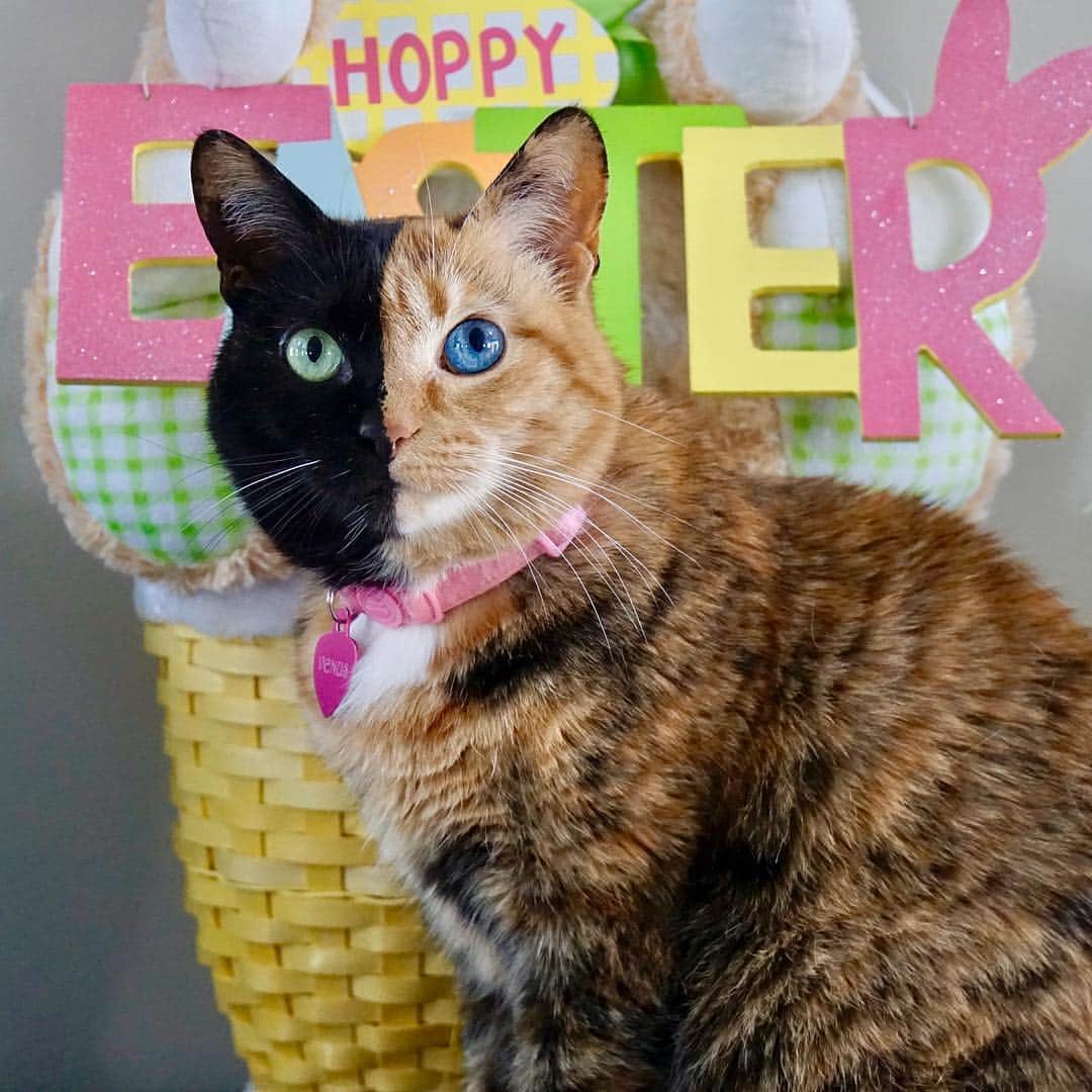 Venus Cat さんのインスタグラム写真 - (Venus Cat Instagram)「Happy Easter 2019! 💗🐣💜🐇 After being surprise featured by @thedodo & @cats_of_instagram .... AND hitting the 1.8M mark today, we wanted to give you a brand new hot off the press pic. This pic is less than an hour old! 😺  Thanks to all my fans/friends for making this a VERY memorable day! 💗💗 Love, Venus (and my humans too)😽 🐣 Happy Easter everyone! 🐣」4月22日 3時38分 - venustwofacecat