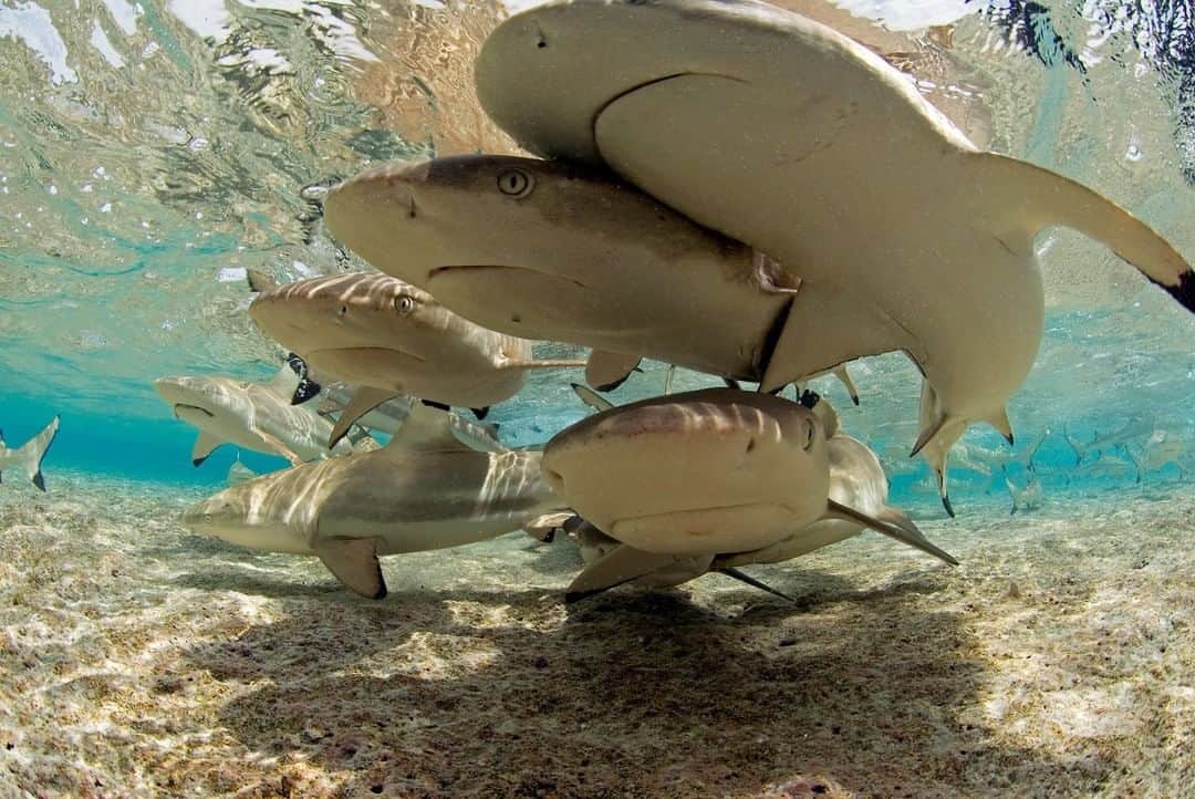 のインスタグラム：「Photo by @EnricSala | Young blacktip reef sharks congregate in the lagoon of Millennium Atoll in the Southern Line Islands, one of the last marine wildernesses on the planet. In the past century, we have lost 90% of the large fish in our ocean. This Earth Day, we face a tremendous challenge, and a new opportunity. We know that our survival depends on the natural world, and it has never been more imperiled by human exploitation. But we also know that when protected, natural ecosystems can restore themselves. That’s why we’ve partnered with the Wyss Campaign for Nature to raise awareness about the urgent need to protect nature, and enable people and wildlife to thrive together. Check out @InsideNatGeo to learn more about how the National Geographic Society is working to support the protection of 30 percent of the planet by 2030, a key milestone toward protecting half of our Earth. #EarthDay #CampaignforNature」