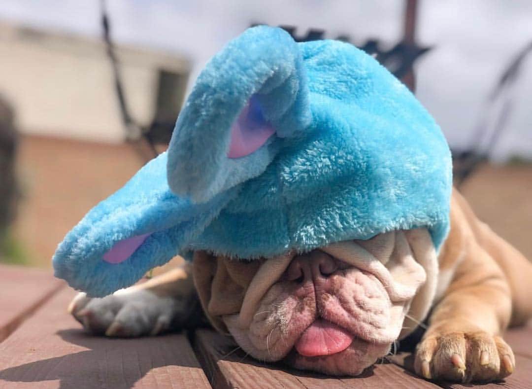 Bodhi & Butters & Bubbahさんのインスタグラム写真 - (Bodhi & Butters & BubbahInstagram)「Goodnight my peeps . . . . . #bulldog #easter #spring #2019 #beautiful #goodnight #dogsofinstagram #puppy #cute @_oliverbasil」4月22日 13時35分 - keonistuff