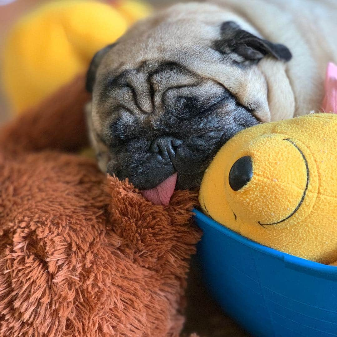 gontaさんのインスタグラム写真 - (gontaInstagram)「Happy monday.  Nap time.😊#keelyafternoontea #Gonta2#speakpug #smilingpugs #pugjapan #love#pug #pugshit #pugsofinstagram #zerozeropug #worldofpug #instpug」4月22日 13時55分 - gehhah