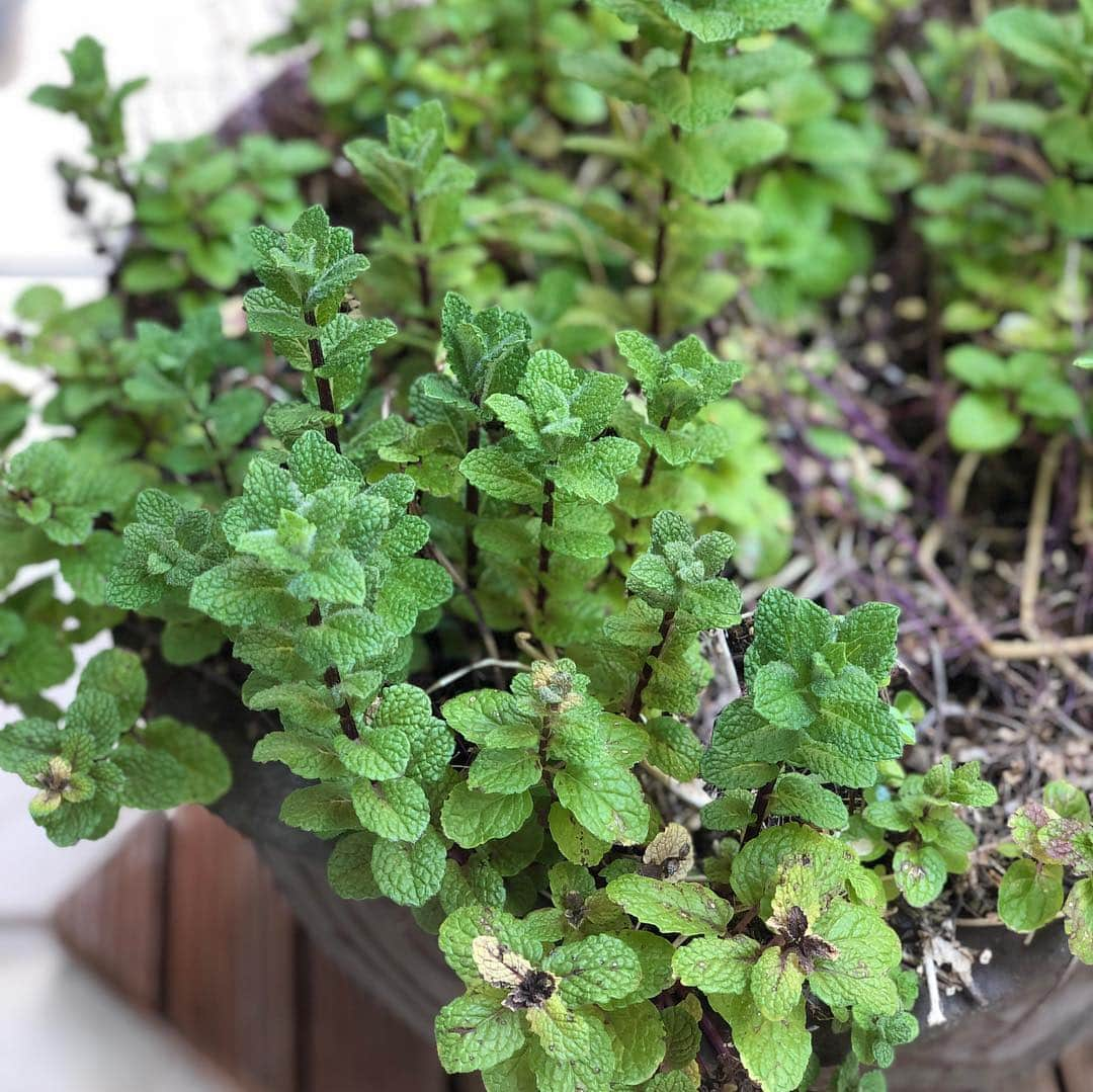 早見優さんのインスタグラム写真 - (早見優Instagram)「Fresh herbs  我が家のハーブたち💕  #freshherbs #herbs #italianparsley #basil #mint #parsley #イタリアンパセリ #パセリ #バジル #ミント」4月22日 13時56分 - yuyuhayami