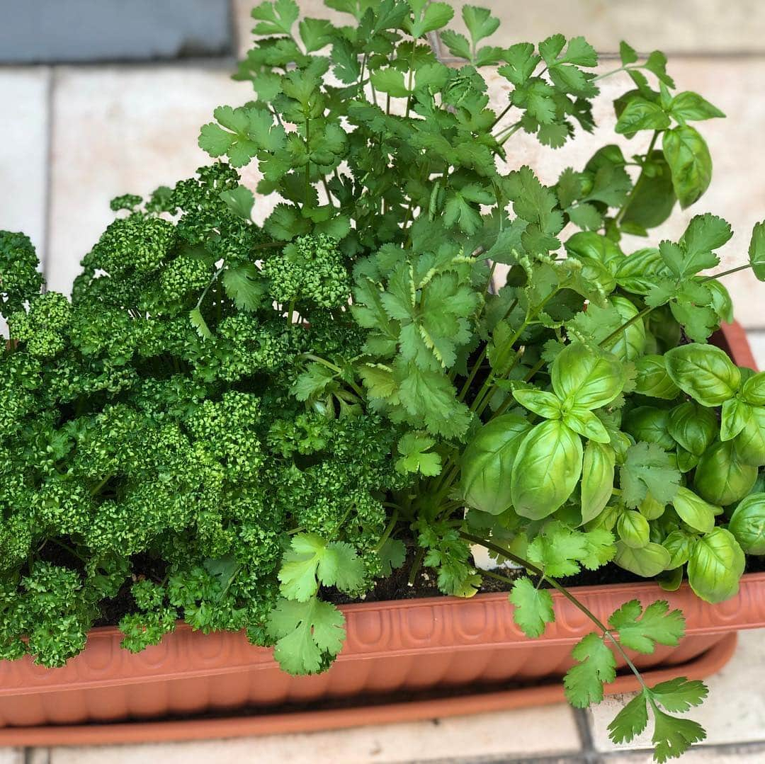 早見優さんのインスタグラム写真 - (早見優Instagram)「Fresh herbs  我が家のハーブたち💕  #freshherbs #herbs #italianparsley #basil #mint #parsley #イタリアンパセリ #パセリ #バジル #ミント」4月22日 13時56分 - yuyuhayami