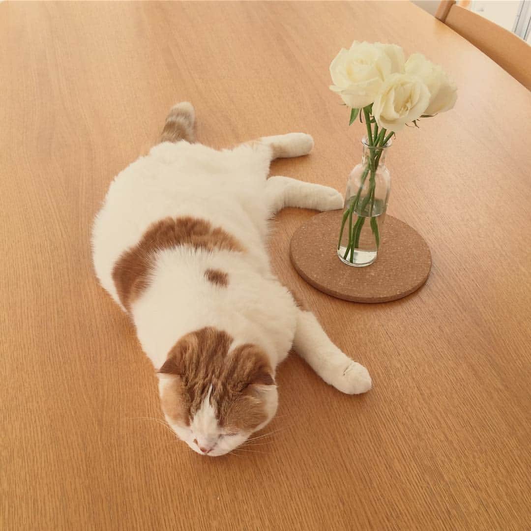 のんたのインスタグラム：「これからお客さま。のんちゃん的おもてなし☕️」