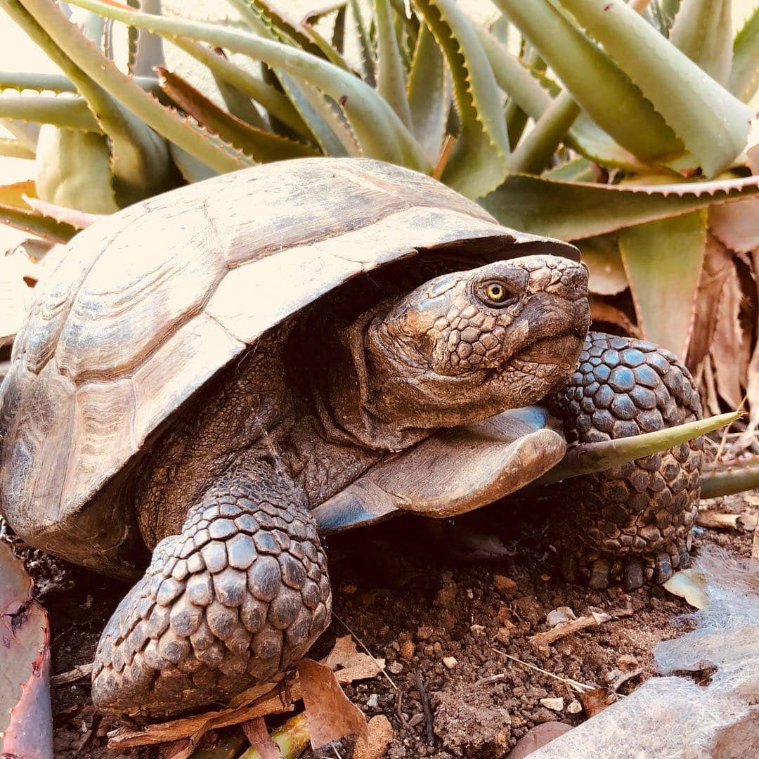 マーゴ・ヘイズさんのインスタグラム写真 - (マーゴ・ヘイズInstagram)「From feathers to skin to scales... MAKE EVERY DAY EARTH DAY. 🐢Jackson 55yrs **rescued desert tortoise」4月22日 14時06分 - margojain