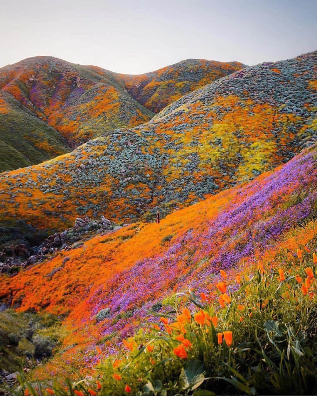 Wonderful Placesさんのインスタグラム写真 - (Wonderful PlacesInstagram)「Blooming wild flowers in California ✨❤️❤️❤️✨ . Picture by ✨✨@ryansesatka✨✨ #wonderful_places for a feature ❤️」4月22日 14時07分 - wonderful_places