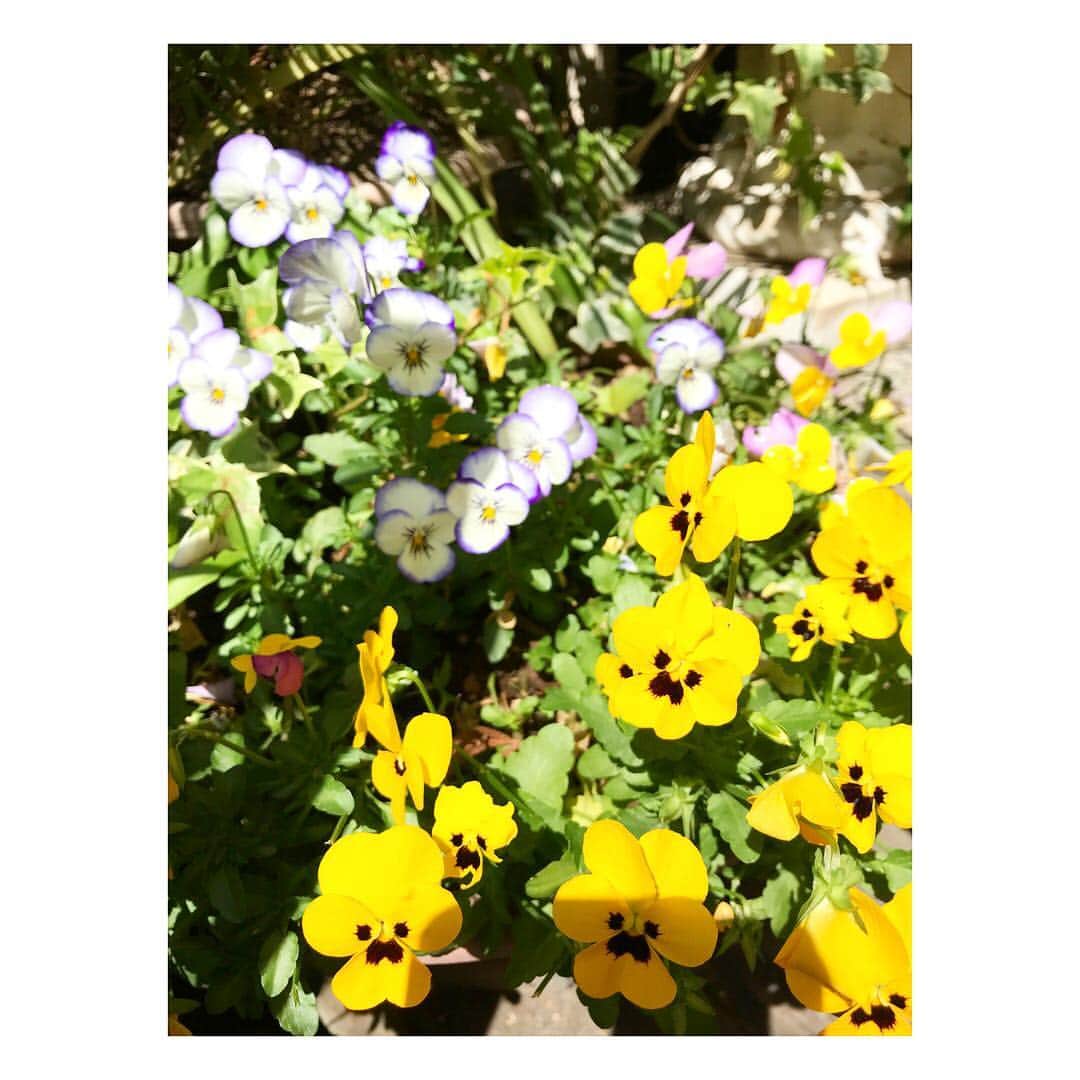 浜崎美保さんのインスタグラム写真 - (浜崎美保Instagram)「🍃🍃🍃 ・ ・ ・ 実家にはいろんな花が咲いてるけれど🍃🍃🍃 ・ ・ ・ お気に入りは蔦です🍃 ・ ・ ・ 家を全部蔦で覆って欲しいけど反対されます🍃 ・ ・ ・ なんでー？🍃 ・ ・ ・ #green #flower #parthenocissus」4月22日 14時21分 - mihohamasaki_japan