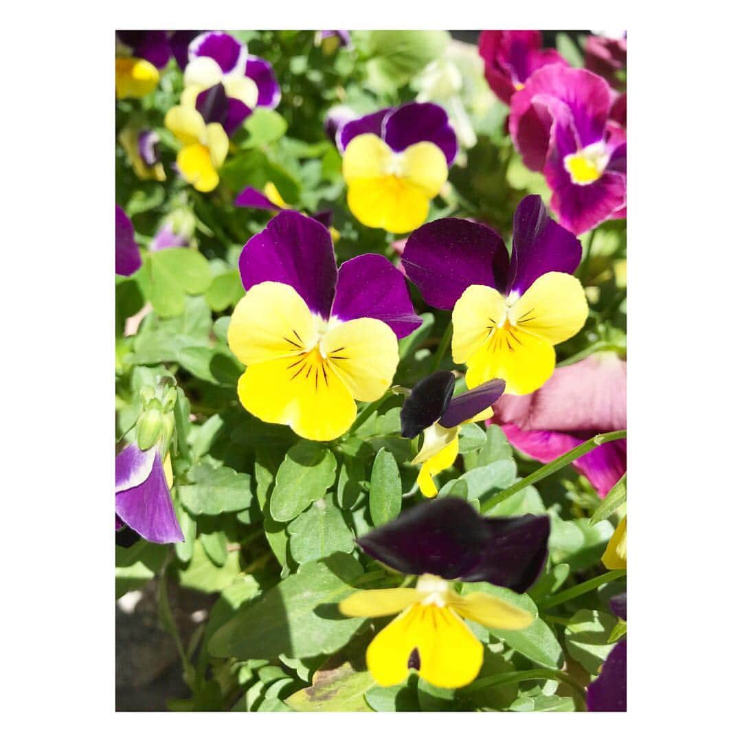 浜崎美保さんのインスタグラム写真 - (浜崎美保Instagram)「🍃🍃🍃 ・ ・ ・ 実家にはいろんな花が咲いてるけれど🍃🍃🍃 ・ ・ ・ お気に入りは蔦です🍃 ・ ・ ・ 家を全部蔦で覆って欲しいけど反対されます🍃 ・ ・ ・ なんでー？🍃 ・ ・ ・ #green #flower #parthenocissus」4月22日 14時21分 - mihohamasaki_japan