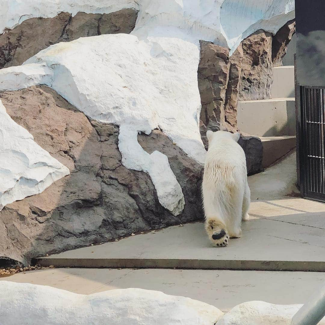 阿部朱梨さんのインスタグラム写真 - (阿部朱梨Instagram)「わたしの好きな場所  上野動物園のホッキョクグマさんは 暑さで少しだるそうでした🧸 夏が来るんだね  #足の裏可愛いたまらん」4月22日 14時31分 - akari_abe