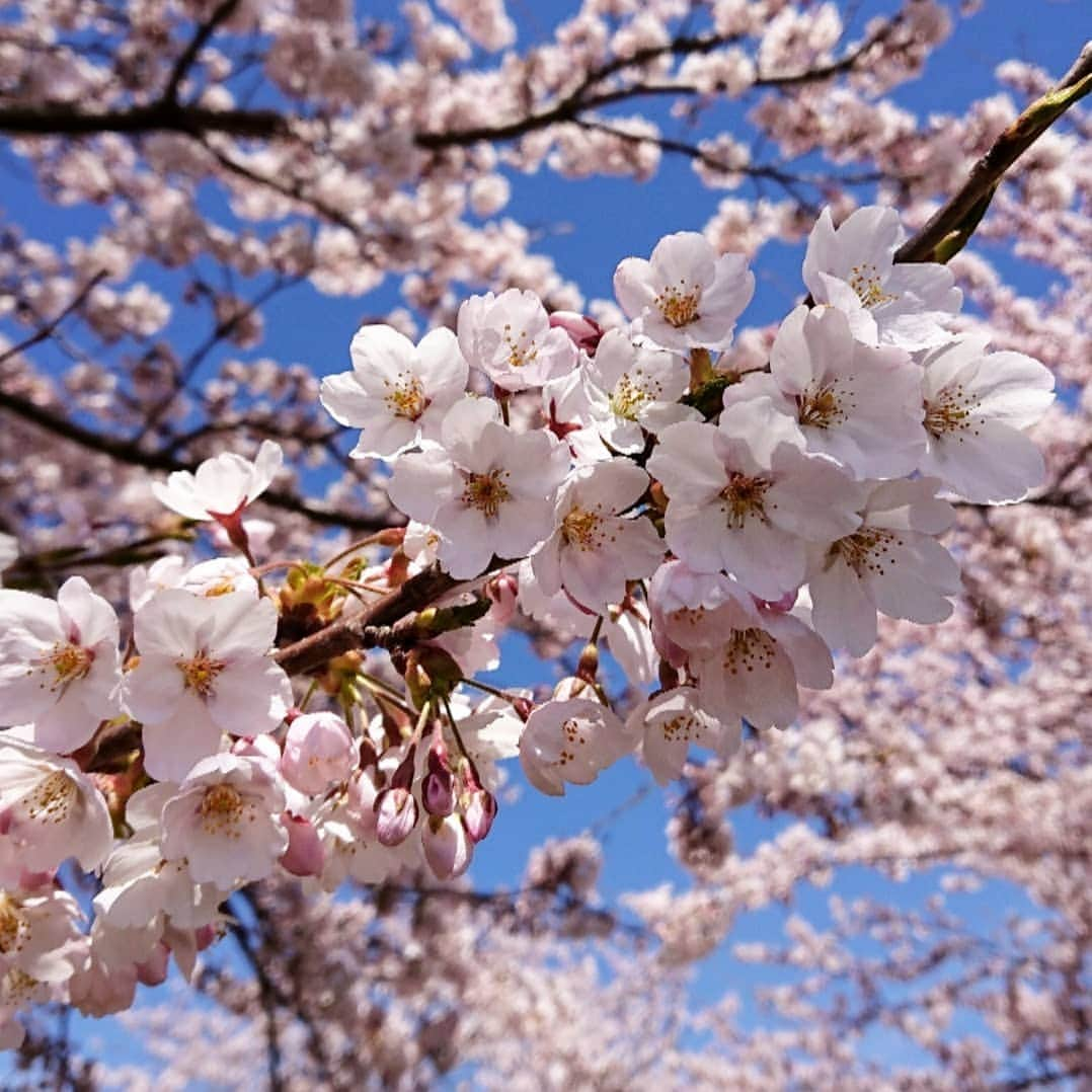 yukirichi119さんのインスタグラム写真 - (yukirichi119Instagram)「2019/04/22(月) #2019ゆきりち作り置き ＊ どーも、ゆきりちです🖐 こちらもようやくお花見の季節になりましたー🌸 やっぱり桜はいいねー😍 写真は、昨日の近所の桜🌸(笑) こっちは、わざわざお花見行かなくても フツーに満開の桜があちこちで見られる😆 ＊ 最近はドタバタしてて、 なかなかゆっくりSNS活も出来ない･･･🤦 blogも放置気味💨💨💨 皆さんのところもまわれてません💦 すみませぬー🙇‍♀️ ＊ さてさて、今週の ないと困る「ゆるっと糖質オフ」の作り置き ふたりで使い切り約③日分です😀 ✼••┈┈┈┈••✼••┈┈┈┈••✼ ●いつもの自家製ブランパン ●いつもの自家製ガセリ菌ヨーグルト ●レンチン春キャベツの梅おかかがけ ●青のり風味の味噌つくね ● #五十嵐美幸 さん ( @igarashimiyuki_miyu )レシピの 手羽先の北京ダック風 ●たたききゅうりの酢醤油漬け ●もやしと油揚げの辛胡麻和え ●にんじんとクルミのレモンラペ ●アーリーレッドのマリネ ●サバ缶の無限ピーマン ●いつもの味たま ●いつもの酢タマネギ ✼••┈┈┈┈••✼••┈┈┈┈••✼ 相変わらず たいしたもん作ってません･･･💨 詳しい内容は、またブログに載っけますね🤟 サボりがちだけど、今週はなんとか更新したい🙈 --------------------------------------------------- #ダイエット中 #糖質オフ #糖質制限ダイエット #常備菜 #作り置き #作りおき #ヘルシーごはん #食べて痩せる #おうちごはん #下ごしらえ #homemade #おかず #ダイエット  #japanesefood #おうちごはん #和食 #糖質制限メニュー #ロカボ #iwaki #副菜 #diet #ダイエットメニュー #ブランパン #秋田 #healthy #簡単料理」4月22日 14時32分 - yukirichi119