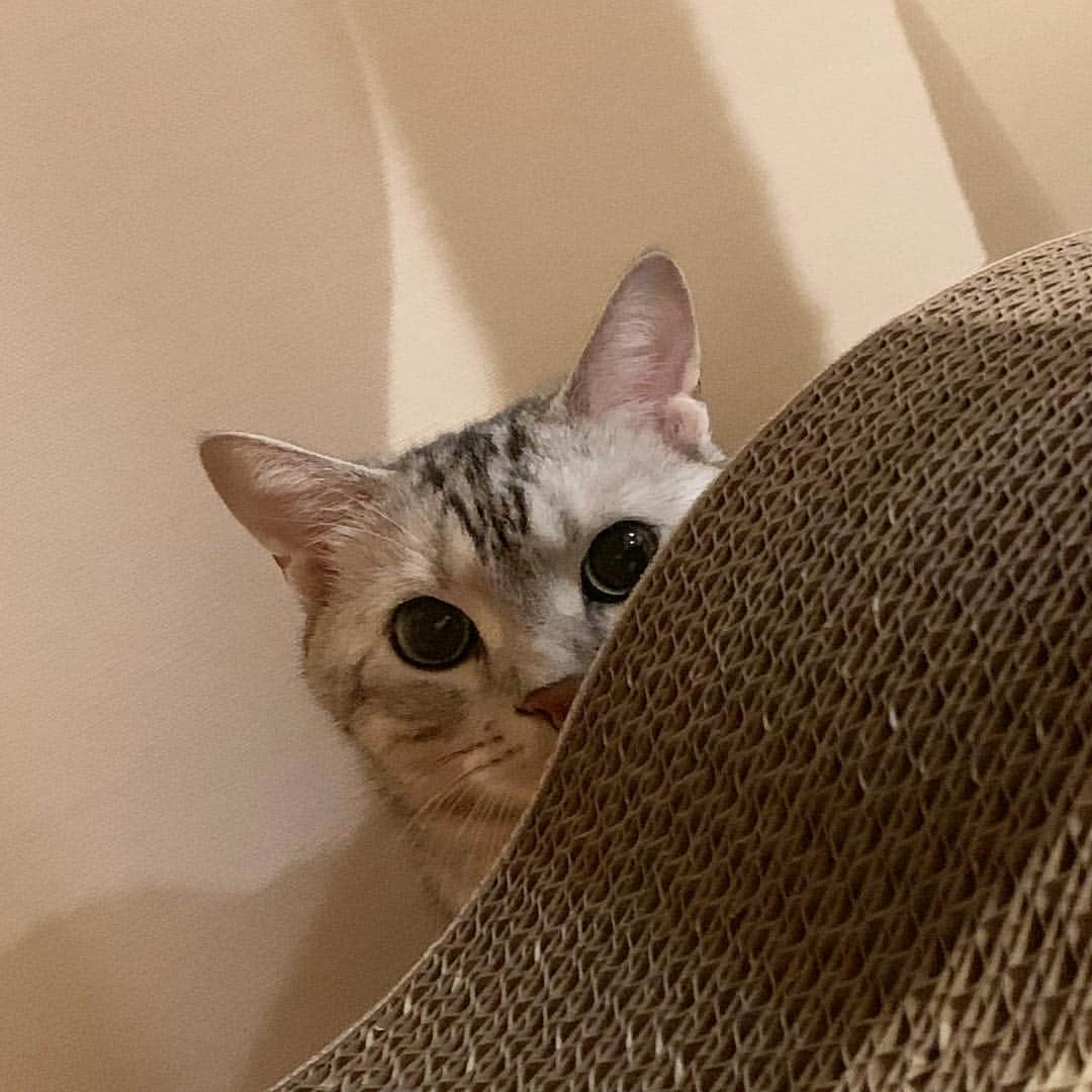 Alain アランさんのインスタグラム写真 - (Alain アランInstagram)「Good morning! Bonjour! Peek a boo! * おはようございますにゃん！ キャットタワーの影から、ひょっこり！ * #catstagram #cat_features  #topcatphoto #cutepetclub #catsofinstagram #ig_catclub #cats_of_world #meowsandwoofs #meowvswoof#nc_cuties #excellent_cats #catstocker  #bestmeow #magnificenteowdels#bestcats_oftheworld#INSTACAT_MEOWS #peco #スタペグラム#ペピ友#animalsco#mofmo#igersjp#みんねこ#ふわもこ部#アメショー#ビューティープロコンテスト @beautypro_contest #lovelycatonline#映画ペット2キャンペーン#映画ペット2」4月22日 6時02分 - alain_cat