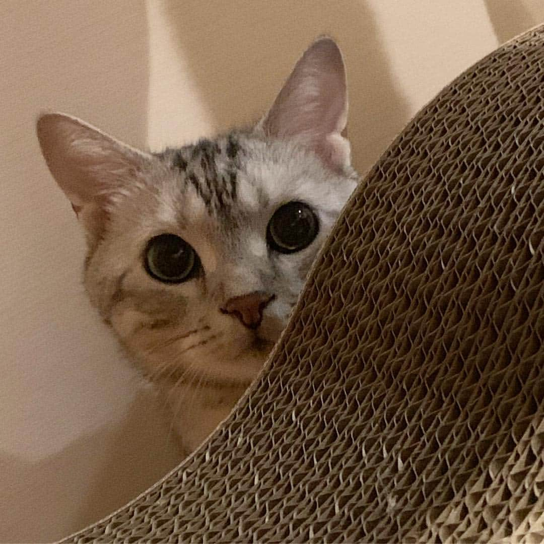 Alain アランさんのインスタグラム写真 - (Alain アランInstagram)「Good morning! Bonjour! Peek a boo! * おはようございますにゃん！ キャットタワーの影から、ひょっこり！ * #catstagram #cat_features  #topcatphoto #cutepetclub #catsofinstagram #ig_catclub #cats_of_world #meowsandwoofs #meowvswoof#nc_cuties #excellent_cats #catstocker  #bestmeow #magnificenteowdels#bestcats_oftheworld#INSTACAT_MEOWS #peco #スタペグラム#ペピ友#animalsco#mofmo#igersjp#みんねこ#ふわもこ部#アメショー#ビューティープロコンテスト @beautypro_contest #lovelycatonline#映画ペット2キャンペーン#映画ペット2」4月22日 6時02分 - alain_cat