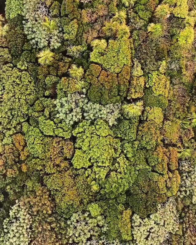 Leslie Camila-Roseのインスタグラム：「📻 🔈Forest symphony. Take a minute. Listen. Breath. Meditate. Love  Video : @karanikolov . Thank you 🙏 #earthday #pachamama」