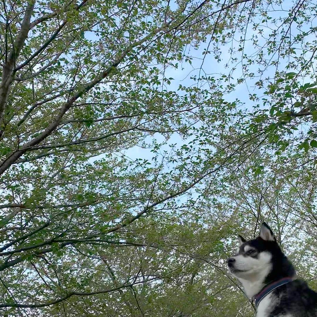 くろさんのインスタグラム写真 - (くろInstagram)「すっかり葉桜🌱 #葉桜と柴犬 #柴犬と葉桜 #kuroshiba #blackshiba #shibainu #shibastagram #instadog #dogstagram #柴犬 #黒柴 #黑柴 #日本犬 #和犬 #シニア犬 #癒し犬 #いぬら部 #ふわもこ部 #柴犬部 #モフモフ生命体 #柴犬のいる暮らし #わんこのいる暮らし #わんこのいる生活 #わんこと一緒 #わんダフォ #わんだふるjapan」4月22日 6時43分 - m6bmw