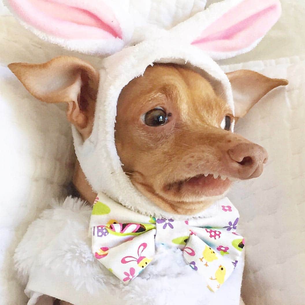 Tuna {breed:chiweenie} さんのインスタグラム写真 - (Tuna {breed:chiweenie} Instagram)「He’s too much. Honestly I don’t know what to do with him. Makes me LOL. Hope these photos make you LOL too, and bring you a lot of joy today! Happy Easter! Also, check out his stories. They too made me LOL.」4月22日 6時47分 - tunameltsmyheart