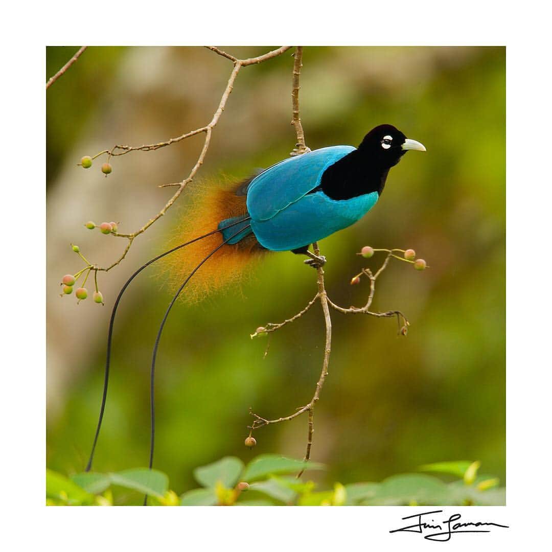 Tim Lamanさんのインスタグラム写真 - (Tim LamanInstagram)「Photo by @TimLaman.  The Western Parotia Bird-of-Paradise performing his ballerina dance for a female – certainly one of the most naturally humorous performances in the animal world.  I captured this image after many mornings of hiking up the mountain in the dark to get into a small blind, set up camera and wait.  Even while concentrating on making the image, its hard not to break into a smile when you see this in person.  I encourage any of you who can to make the trek to West Papua, where birdwatching is becoming an important source of local income, and incentive for people to protect their forest.  For those of you who can’t make it there in person, I offer you a chance to purchase a signed print of this image, and a few other favorites of mine, on a special sale for just $100 through April 22.  Swipe to see a couple of the other options. See the link in my profile or go to www.timlamanfineart.com/square-birds-of-paradise to see the full selection. #birdsofparadise #birdofparadise」4月22日 6時47分 - timlaman