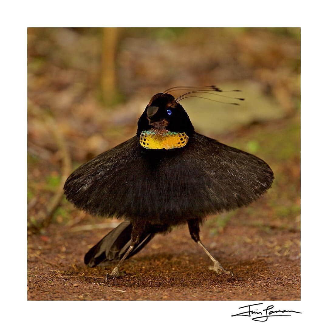 Tim Lamanさんのインスタグラム写真 - (Tim LamanInstagram)「Photo by @TimLaman.  The Western Parotia Bird-of-Paradise performing his ballerina dance for a female – certainly one of the most naturally humorous performances in the animal world.  I captured this image after many mornings of hiking up the mountain in the dark to get into a small blind, set up camera and wait.  Even while concentrating on making the image, its hard not to break into a smile when you see this in person.  I encourage any of you who can to make the trek to West Papua, where birdwatching is becoming an important source of local income, and incentive for people to protect their forest.  For those of you who can’t make it there in person, I offer you a chance to purchase a signed print of this image, and a few other favorites of mine, on a special sale for just $100 through April 22.  Swipe to see a couple of the other options. See the link in my profile or go to www.timlamanfineart.com/square-birds-of-paradise to see the full selection. #birdsofparadise #birdofparadise」4月22日 6時47分 - timlaman