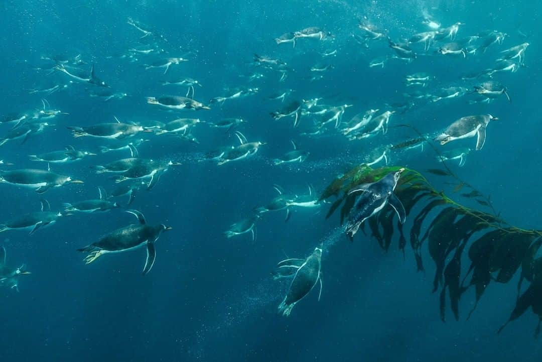 National Geographic Travelさんのインスタグラム写真 - (National Geographic TravelInstagram)「Photo by @CristinaMittermeier | A group of gentoo penguins rockets up from the deep as they head towards the shore. Gentoo penguins have powerful flippers, allowing them to travel up to 22 miles an hour underwater, the fastest speed of any diving bird. This split-shot reveals the excitement, happening just below the clear blue waves off this SubAntarctic coast as the penguins hurry back to the colony to feed their chicks while avoiding the ever-present southern sea lions waiting to ambush them. #FollowMe at @CristinaMittermeier for more photos of penguins. #gentoo #underwaterphotography #wildlife #nature」4月22日 6時58分 - natgeotravel