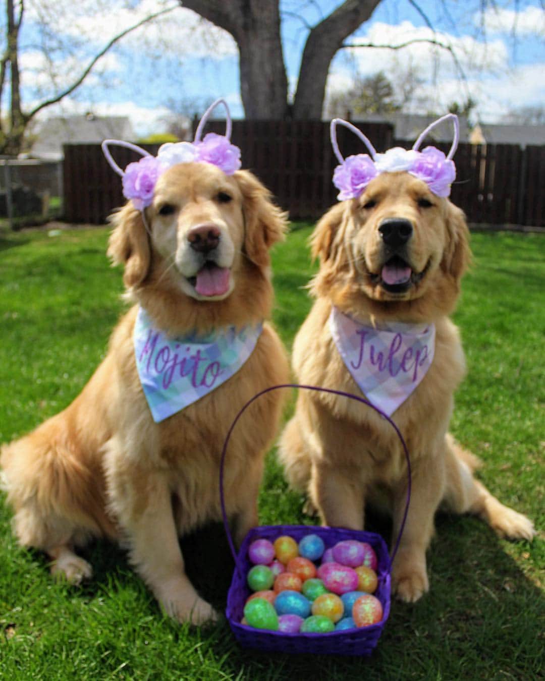 モヒートさんのインスタグラム写真 - (モヒートInstagram)「Hoppy Easter from our family to yours 💜🐰 ------------------------------- #goldensofig #goldenretriever  #goldenretrieversofinstagram #betterwithpets #dogsofig  #dogsofinstagram #fluffypack #gloriousgoldens #welovegoldens #ilovemydog #goldenlife #bestwoof #ProPlanDog #ilovegolden_retrievers #mydogiscutest #retrieversgram #dogsofcle  #easter #easterbunny」4月22日 7時21分 - mojito_rose_family