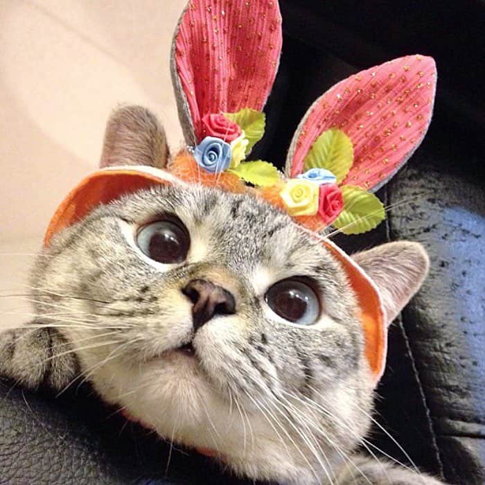 nala_catさんのインスタグラム写真 - (nala_catInstagram)「Happy Easter my friends! I love you so much❤️」4月22日 7時14分 - nala_cat