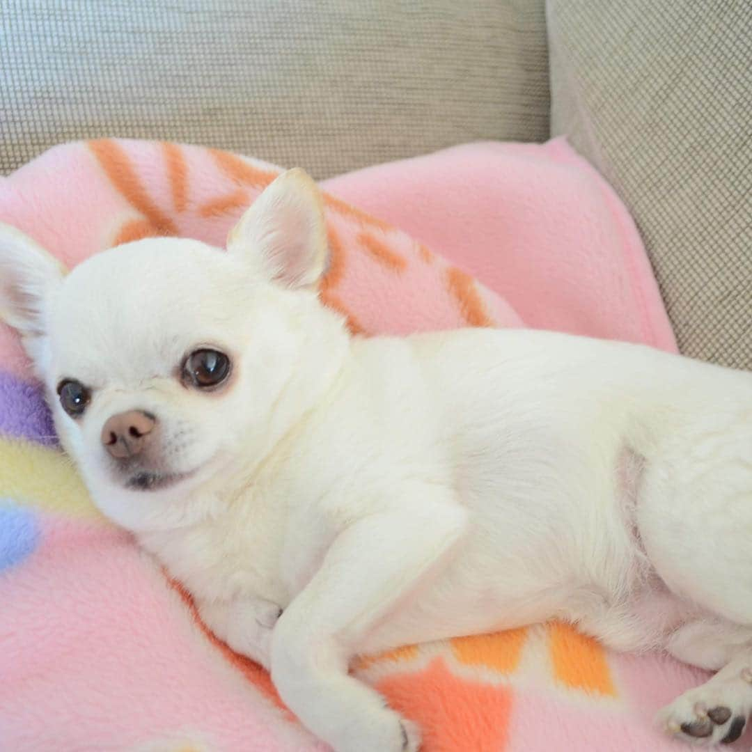 KORIKIさんのインスタグラム写真 - (KORIKIInstagram)「おはようございます♪ * #dogofsapporo #dog, #dogs, #dogstagram,#chihuahua,#犬バカ部,#チワワ,#koriki, #hanadog #白スムチ連合会, #スムチー,  #dogofthedayjp, #dogoftheday  #ilovemydog #instadog #instapet #WhiteChihuahua  #吉娃娃 #치와와  #dogsofinstagram #Chihuahualover  #チワワの輪 #barkbox #WhiteChihuahuaParty #もふもふモフモフ」4月22日 7時25分 - koriki_dog