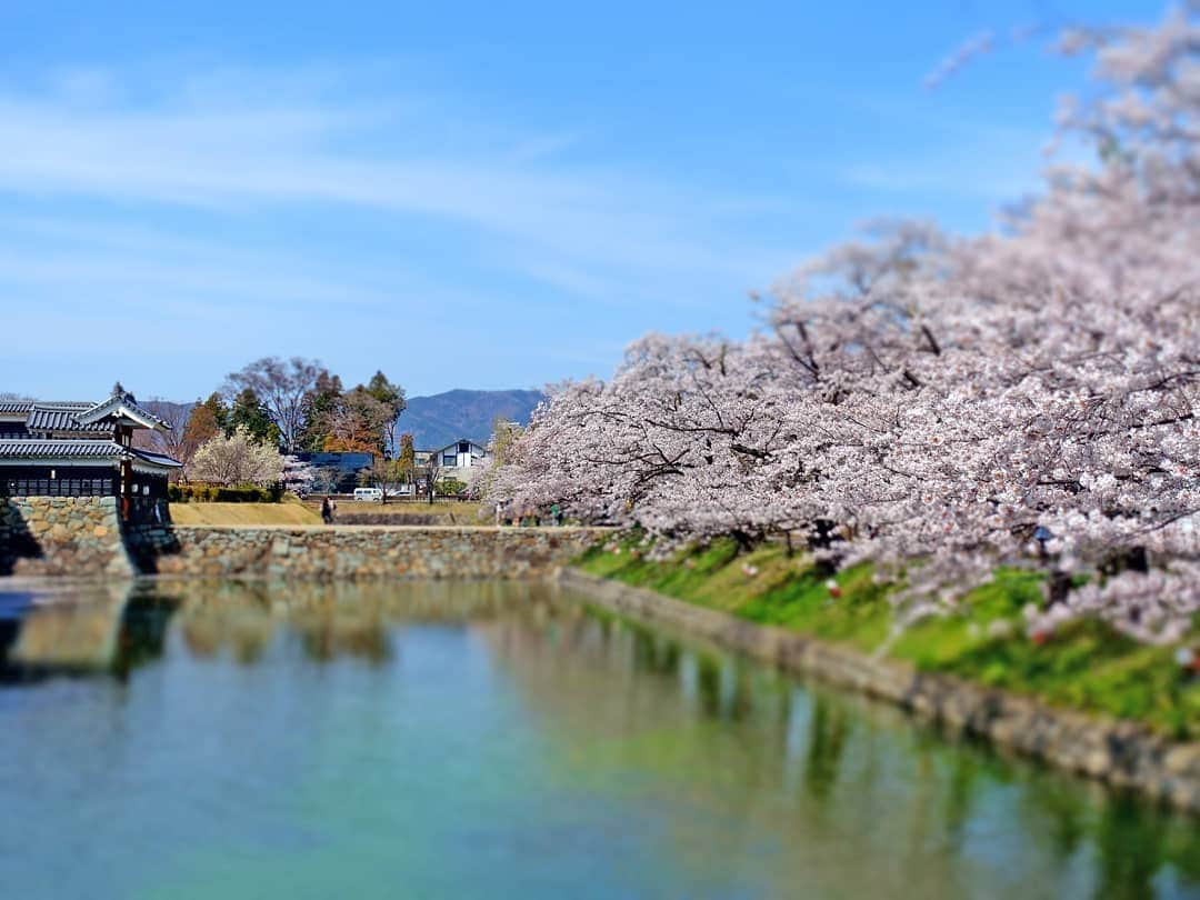 なっつ。さんのインスタグラム写真 - (なっつ。Instagram)「2019.4.22.monday 信州旅行記録用① 先日一泊二日で 信州旅行へ行ってきました♡ 記録としてレポを 残していきたいと思います😊  お天気にも恵まれて 本当に気持ちよかった♡ お初の松本城😃 丁度桜も満開で散策日和♪ 今年は桜を沢山堪能出来て嬉しいなぁ。  ぽかぽか陽気で 歩いてると汗ばむくらいの 天気でした😊☀️ ・ ・ ・ #長野県#長野#松本#信州#nagano#旅行#trip#松本城#castel#なっつ家の旅行記#japantrip」4月22日 7時42分 - punipopo