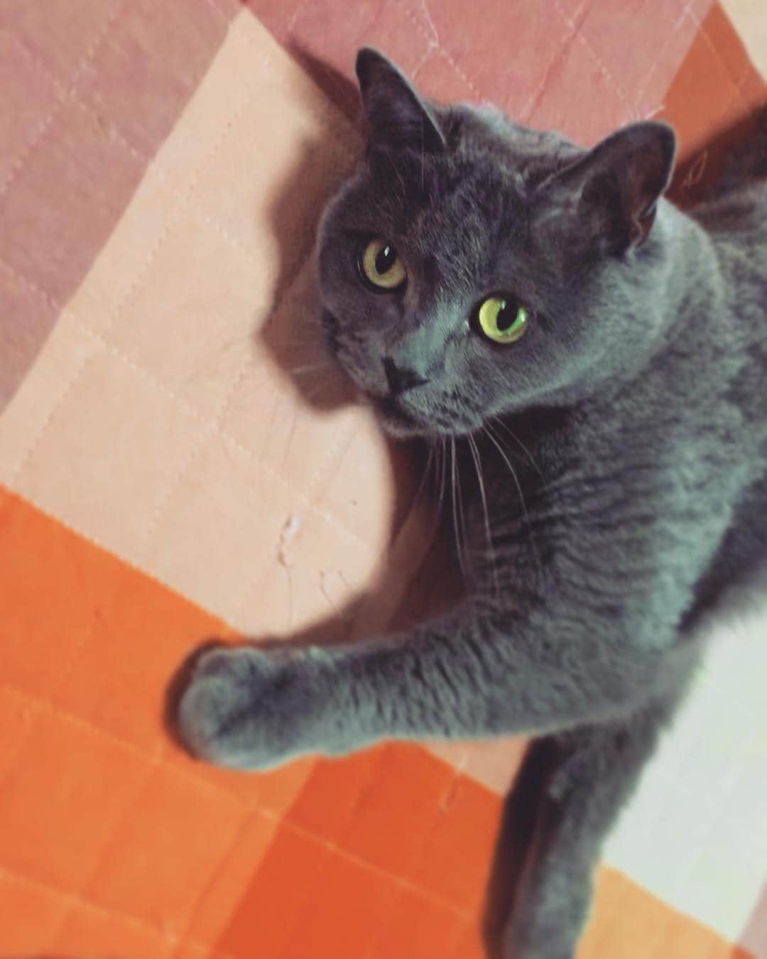 チキン南蛮カレーのルウ王子のグルメインスタ