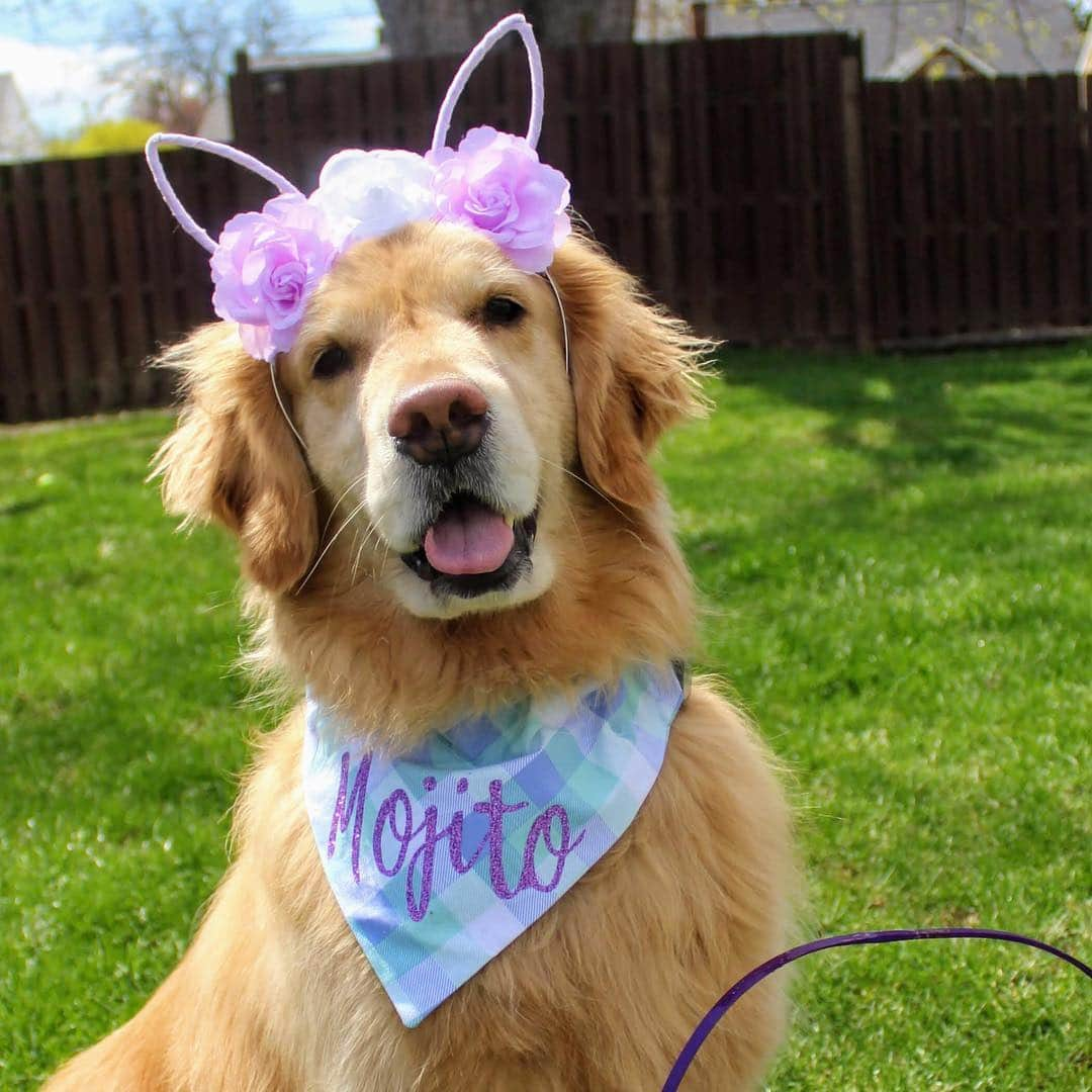 モヒートさんのインスタグラム写真 - (モヒートInstagram)「When it’s #coachella and Easter so you have to celebrate both 🐰🌸 ------------------------------- #goldensofig #goldenretriever  #goldenretrieversofinstagram #betterwithpets #dogsofig  #dogsofinstagram #fluffypack #gloriousgoldens #welovegoldens #ilovemydog #goldenlife #bestwoof #ProPlanDog #ilovegolden_retrievers #mydogiscutest #retrieversgram #dogsofcle  #flowercrown #easterbunny」4月22日 7時46分 - mojito_rose_family