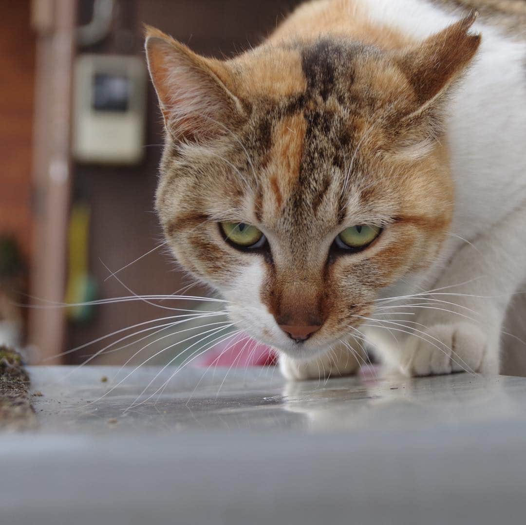 Kachimo Yoshimatsuさんのインスタグラム写真 - (Kachimo YoshimatsuInstagram)「今日はびびりのビビ子が来た。 相変わらずビビってた。 ちゅーるの魔力。 心配なのが、イカスミが、土曜日から来てない。 #uchinonekora #bibiko #sotononekora  #neko #cat #catstagram #kachimo #猫 #ねこ #うちの猫ら http://kachimo.exblog.jp」4月22日 7時48分 - kachimo