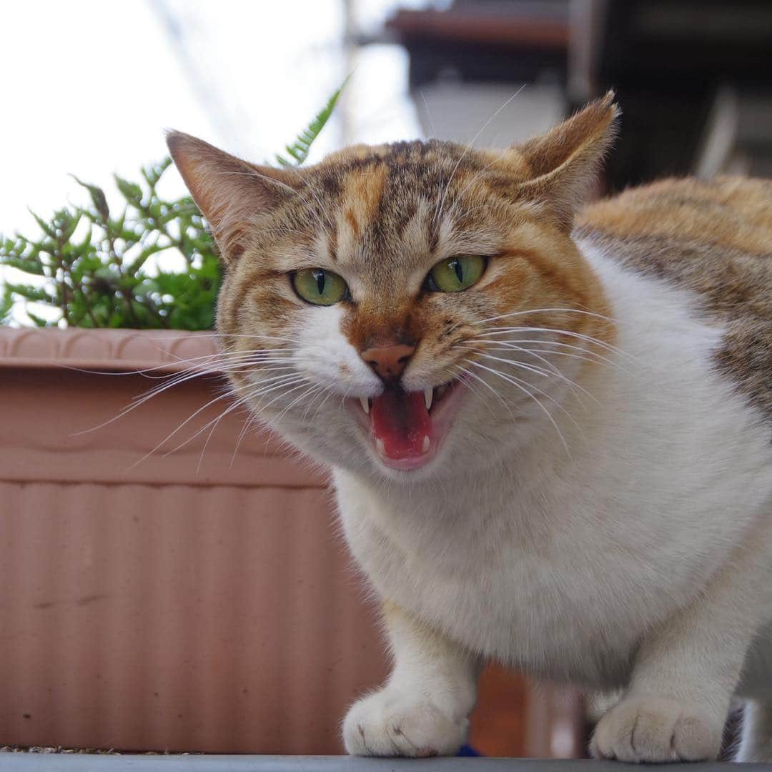 Kachimo Yoshimatsuのインスタグラム