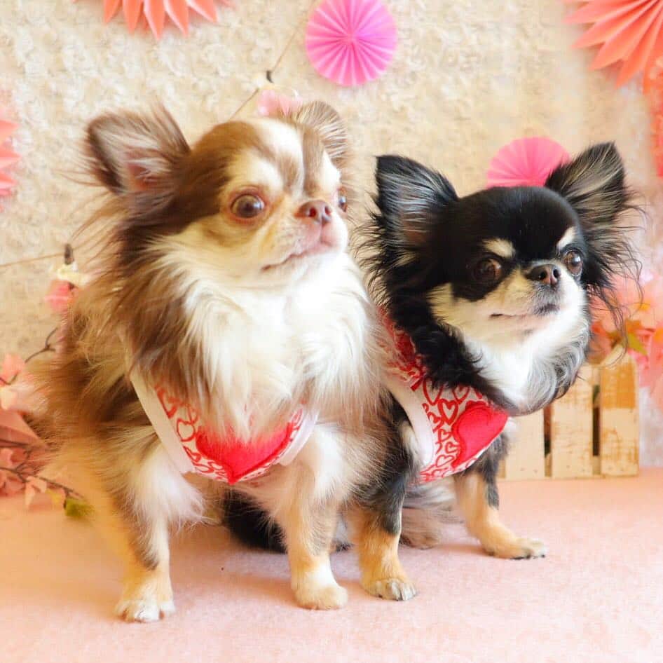 kayoのインスタグラム：「* * 今日も❤で😊✨✨ * * Lychee❤️Melon * * #chihuahua#chihuahualove#dogstgram#dog#instadog#チワワ#チワワ大好き * *」