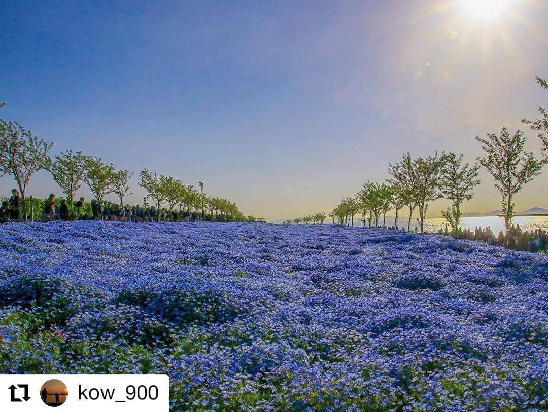 カメラのキタムラさんのインスタグラム写真 - (カメラのキタムラInstagram)「#Repost @kow_900 様 • • • • • • ・ Location:Osaka prefecture Date:04.20 #ネモフィラ #舞洲 #まいしまシーサイドパーク #写真好きな人と繋がりたい  #写真撮ってる人と繋がりたい  #ファインダー越しの私の世界  #カメラ好きな人と繋がりたい  #cool_snap_ #insta_worldz  #japanwireless #retrip_news #retrip_nippon  #bestjapanpics  #japan_daytime_view  #vip_world_photo  #Lovers_Nippon  #icu_japan  #Pashadelic #その旅に物語を #deaf_b_j_ #ptk_japan #キタムラ写真投稿」4月22日 8時40分 - camera_kitamura