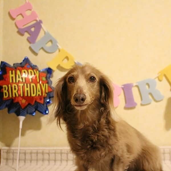 くるみんのインスタグラム：「* 今日は可愛い可愛い、こむぎさんの10歳の誕生日🎂 Happy Birthday🎊  10年って、こんなに早いの？ もっと時間がゆっくり流れてほしいよ  今日は素敵なケーキが届くから、楽しみにしててね ②アホ飼い主との2ショット  #ミニチュアダックス #ミニチュアダックスフント #ミニチュアダックスフンド #イザベラ #イザベラタン #ダックスフンド #ダックス多頭飼い #ダックス #ダックスフント #誕生日 #お誕生日 #10歳 #おめでとう #わんこなしでは生きていけません会 #ワンコなしでは生きて行けません会 #いぬばか部 #いぬすたぐらむ #短足部 #dachshund_feature #dachs #dachshund #dogstagram #east_dog_japan #instagramdogs #inustagram #instadachs #kyounodachs #kyounowanko #todayswanko #7pets_1day」
