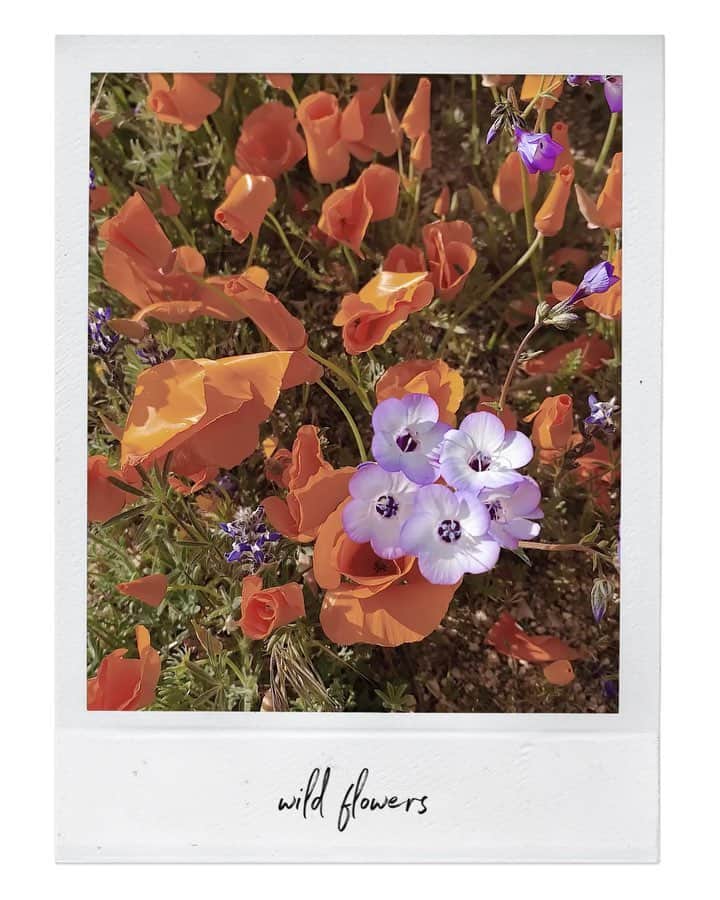 Manamiのインスタグラム：「💜🧡🌼🧡💜 ㅤ 紫のお花なんていう花なんだろう🤔💭」