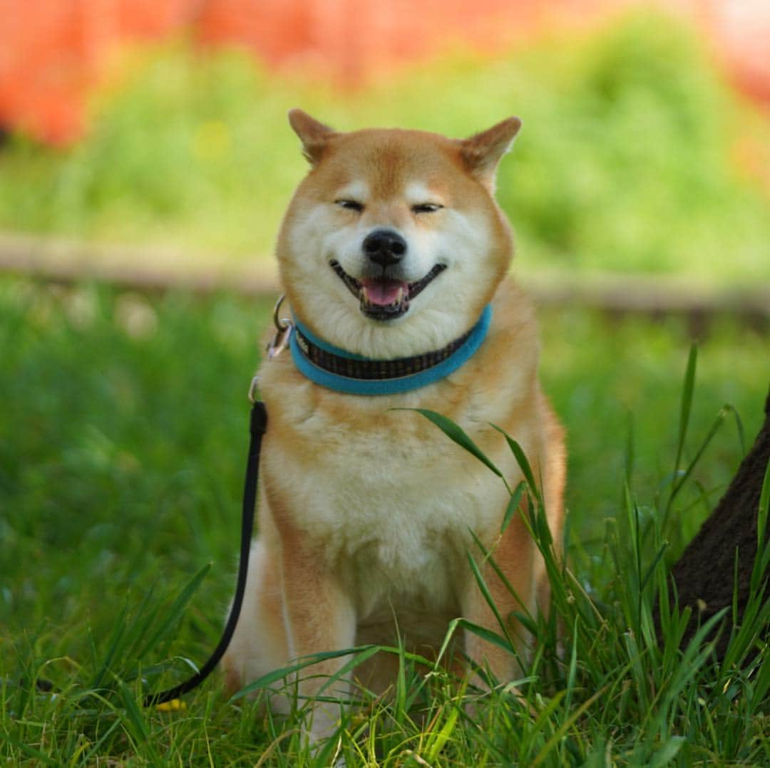 まる（まるたろう）さんのインスタグラム写真 - (まる（まるたろう）Instagram)「Be smiling on Monday!!✨🐶😊✨月曜日おはまる〜☺️ #今週は連休前だから忙しいんでしょ #無理せず自分のペースで頑張ってね #まるもハワイとか行ってみたいな #憧れのハワイ航路 #毎日BBQ #月曜日は笑顔で頑張る日」4月22日 9時15分 - marutaro