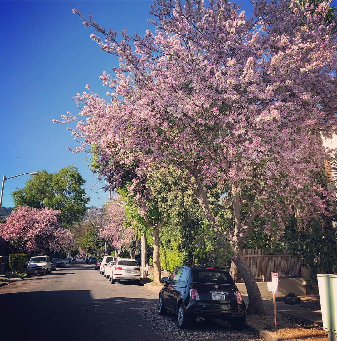 マキ・コニクソンさんのインスタグラム写真 - (マキ・コニクソンInstagram)「LAで桜が見れた！ 凄くラッキーな気分！😊 #LAのおすそ分け🤙🏼 #LA桜」4月22日 9時11分 - makikonikson