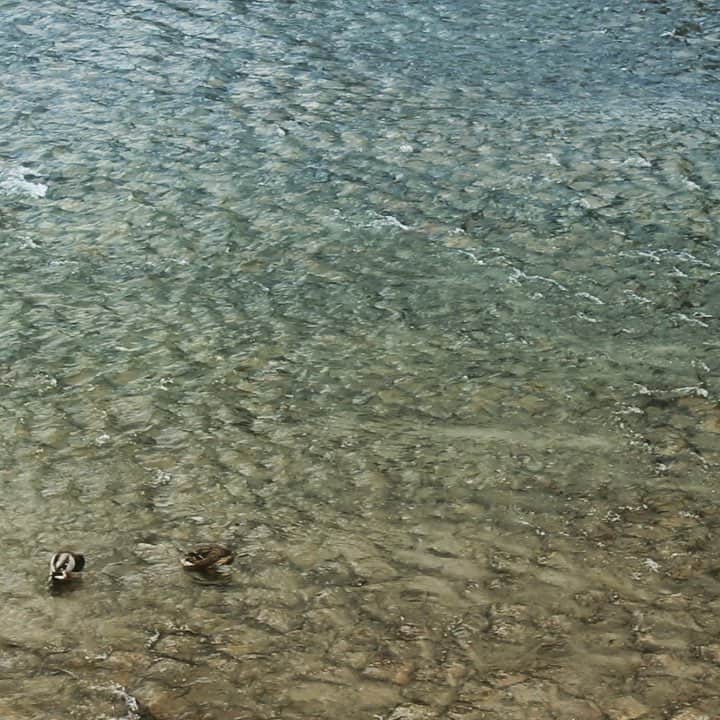 宍戸留美のインスタグラム：「#kyoto #kamogawa #river #京都 #鴨川」