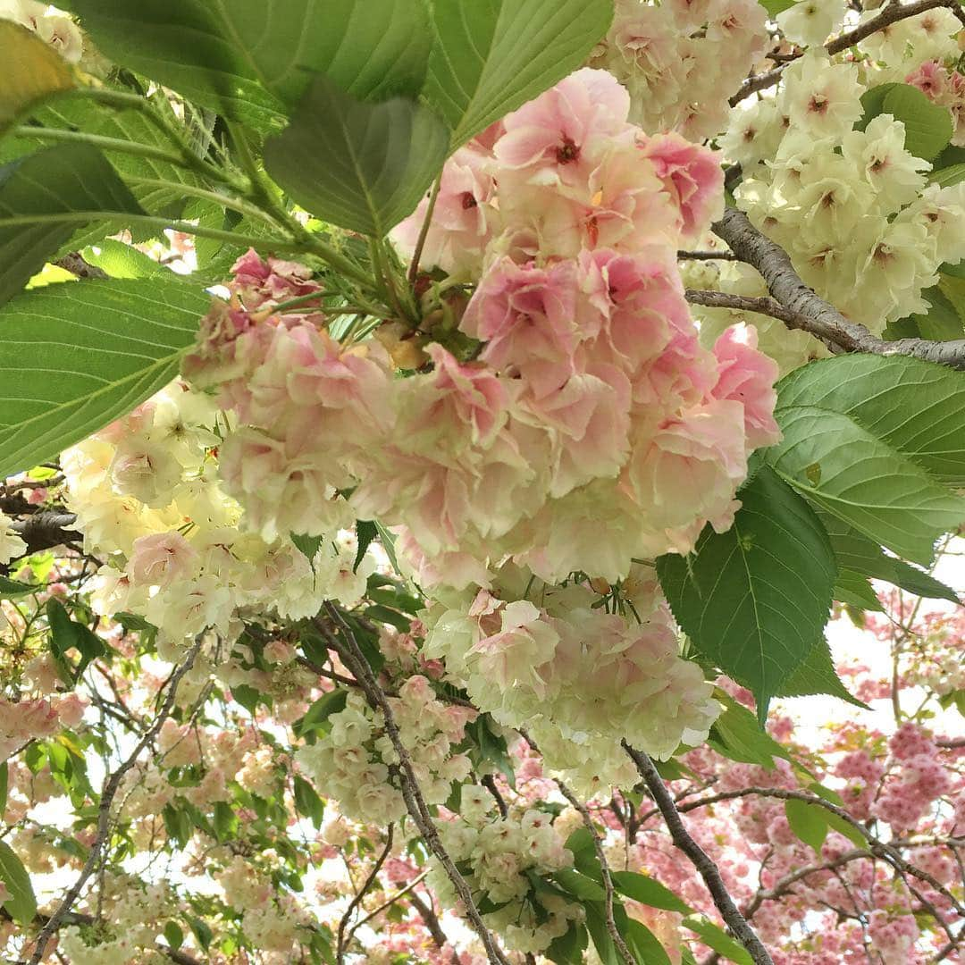 雑誌『花時間』さんのインスタグラム写真 - (雑誌『花時間』Instagram)「おはようございます。駅や職場へ向かう道は、いつも同じ？ たまには、ルートをちょっと変えてみませんか？  この八重桜も、そんな思いつきで昨日、出会ったもの。1枚めの桜は「普賢象（ふげんぞう）」。2枚めの薄い緑の桜は「鬱金桜（うこんざくら）」。ふっくらと花が集まる様子は綿菓子みたい？  降るように花が咲き、通る人の誰もが目を細めて見上げていました。桜は特別ですね。知らない人同士でも、この桜は何かしら？と自然と会話も生まれます。ちなみに、この桜は近所の園芸店『渋谷園芸』の庭にある桜。楽しくおしゃべりをさせていただいた方、そして、お客さんで立て込んでいるなか、名前を教えてくださった店員さん、ありがとうございました💖  では、平成もいよいよラストスパート。今週も元気smile😊😊😊で頑張りましょう！ by ピーターパン  #hana #flower #flowers #flowerslovers #flowerstagram #pinkflowers #花時間 #花時間2019  #花好き #花藝 #花好きな人と繋がりたい #花が好きな人と繋がりたい #花のある生活 #花のある暮らし #桜 #sakura #cherryblossom  #普賢象 #うこんざくら #鬱金桜  #桜が好き #お花見 #さくら #桜のシャワー #春が来た #花散歩 #渋谷園芸 #botanicallife #花屋さんへ行こう #散歩に行こう」4月22日 9時24分 - hanajikan_magazine