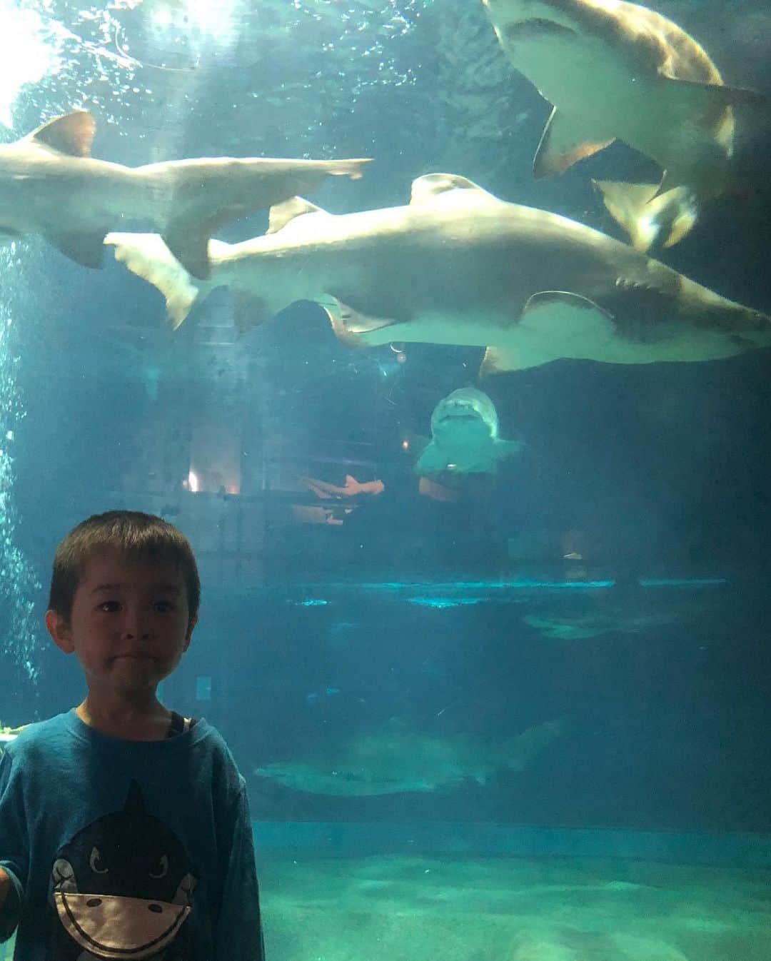羽村亜美さんのインスタグラム写真 - (羽村亜美Instagram)「茨城への目的の一番はここ #アクアワールド 息子が サメが好きすぎて、 「将来はサメになりたい」と。 最近の会話はほとんどサメ。  わたしのiphoneを勝手に操作して 「サメの動画がみたい」 「シュモクザメの動画がみたい」 「レモンザメの動画がみたい」  とか、もうわけのわからないサメの種類をほとんど知っていて、 図書館にいけば、 絵本ではなく、 「世界サメ図鑑」  ここ数日の寝かしつけの本読みは、 サメ図鑑です。  そんなこんなでサメの水族館には大興奮。 シュモクザメのわりと大きなぬいぐるみをゲットし、離しません。  #サメ好き」4月22日 9時18分 - amihamura