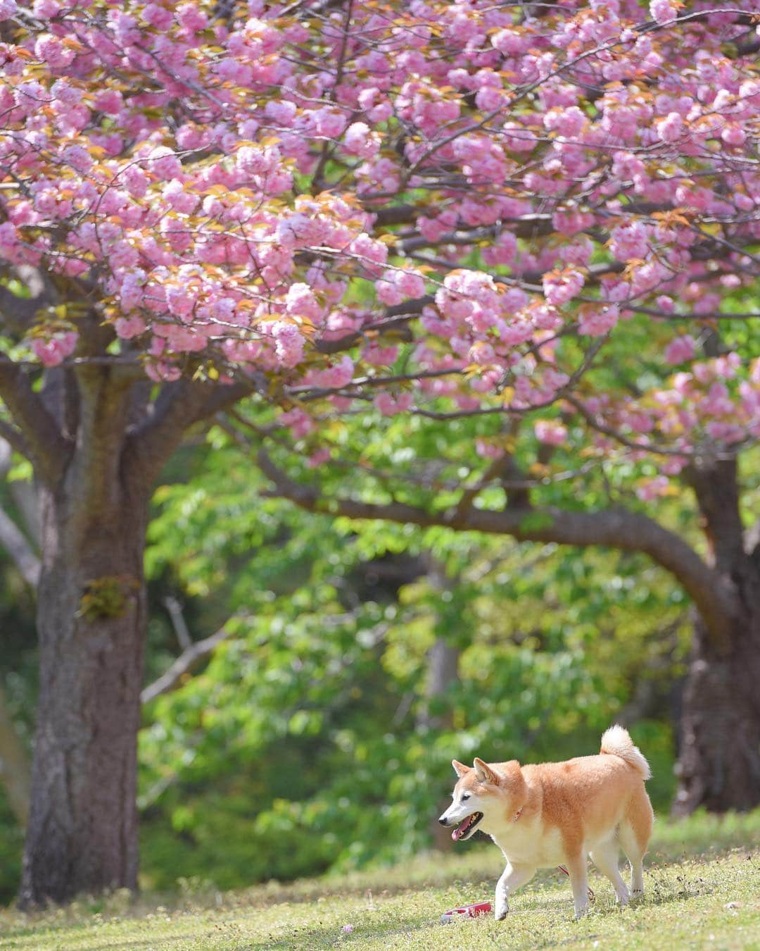 meekooさんのインスタグラム写真 - (meekooInstagram)「嬉しい公園散歩😊🐕🌸」4月22日 9時20分 - meekoo