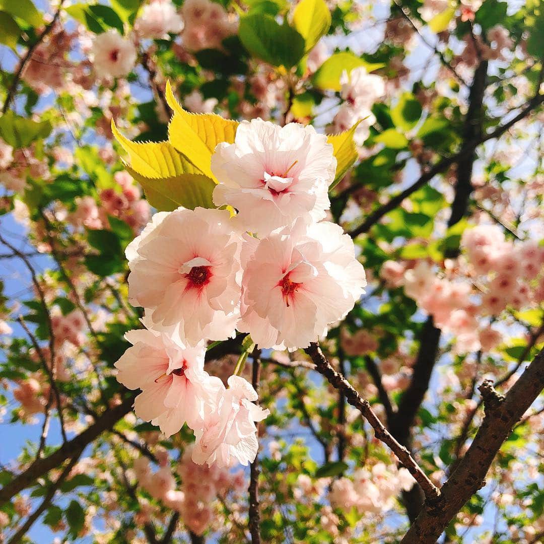 森田真結子さんのインスタグラム写真 - (森田真結子Instagram)「いっぱいの桜 と美女。 @eritty_darts  葉桜もいいよね。 花びらが降ってくる頃、散り際が一番すき。 #桜 #さくら #sakura #cherryblossom #tokyo #instaflower #flowerlovers  #japanesegirl #japanese  #ダーツ女子 #darts」4月22日 9時29分 - mayodarts