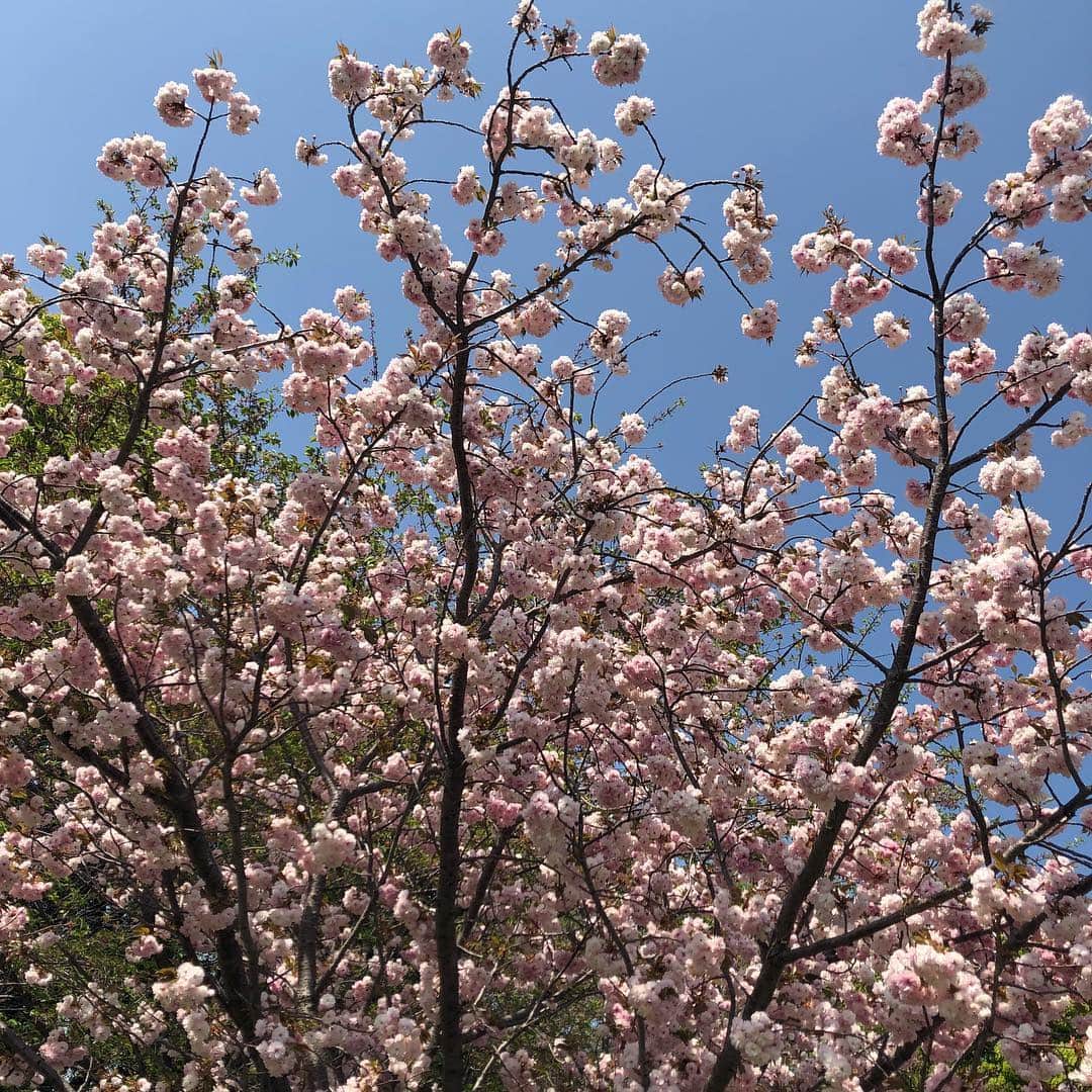 森田真結子さんのインスタグラム写真 - (森田真結子Instagram)「いっぱいの桜 と美女。 @eritty_darts  葉桜もいいよね。 花びらが降ってくる頃、散り際が一番すき。 #桜 #さくら #sakura #cherryblossom #tokyo #instaflower #flowerlovers  #japanesegirl #japanese  #ダーツ女子 #darts」4月22日 9時29分 - mayodarts