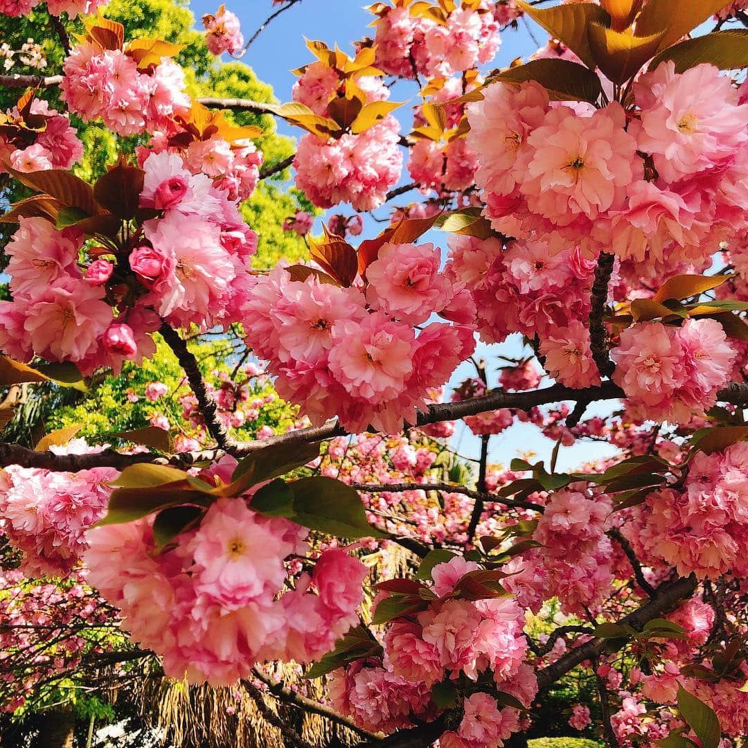 森田真結子さんのインスタグラム写真 - (森田真結子Instagram)「いっぱいの桜 と美女。 @eritty_darts  葉桜もいいよね。 花びらが降ってくる頃、散り際が一番すき。 #桜 #さくら #sakura #cherryblossom #tokyo #instaflower #flowerlovers  #japanesegirl #japanese  #ダーツ女子 #darts」4月22日 9時29分 - mayodarts