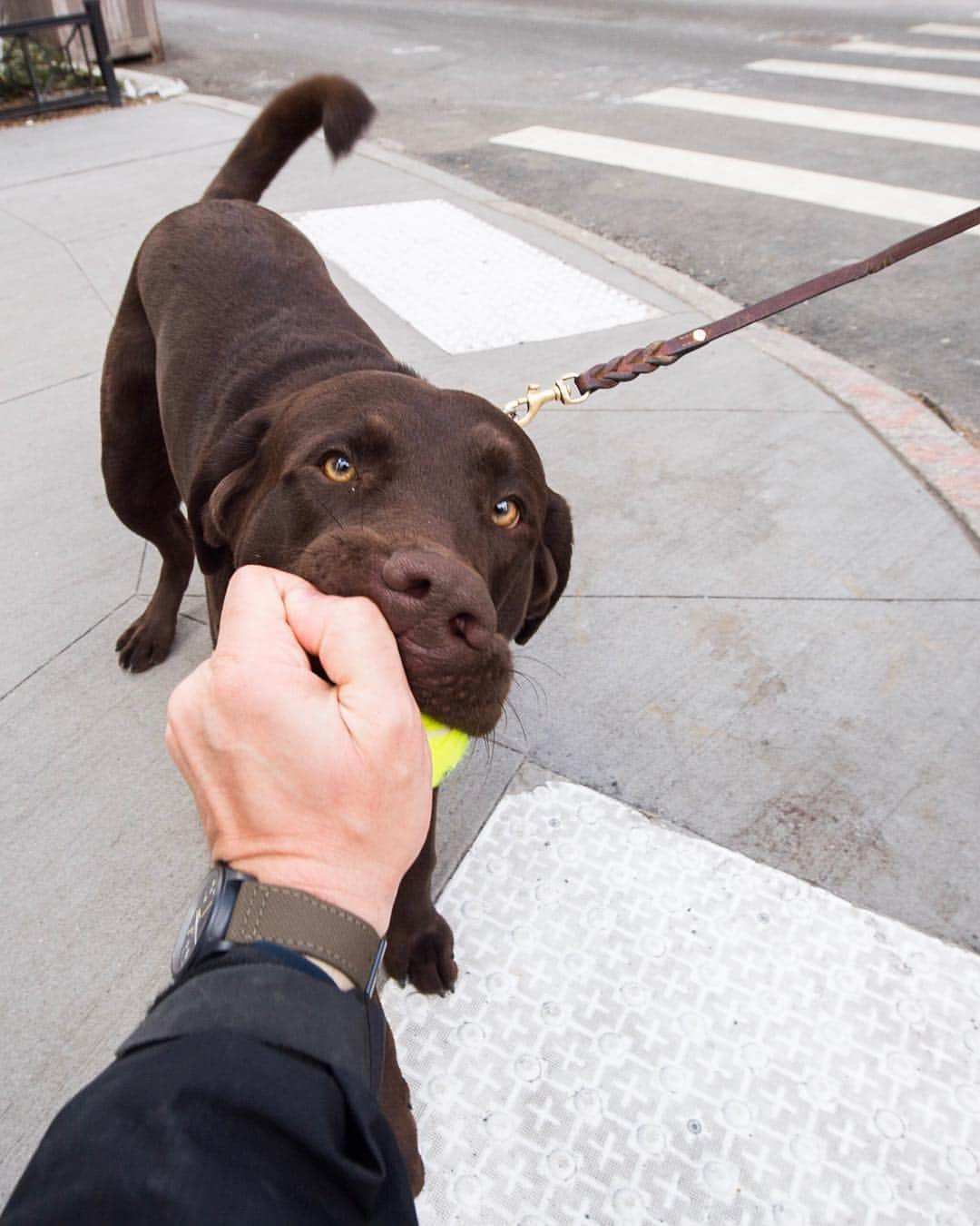 The Dogistさんのインスタグラム写真 - (The DogistInstagram)「Cuauhtémoc, Labrador Retriever (11 m/o), Charles & Bleecker St., New York, NY • “Cuauhtémoc was the last Aztec Emperor.”」4月22日 9時41分 - thedogist