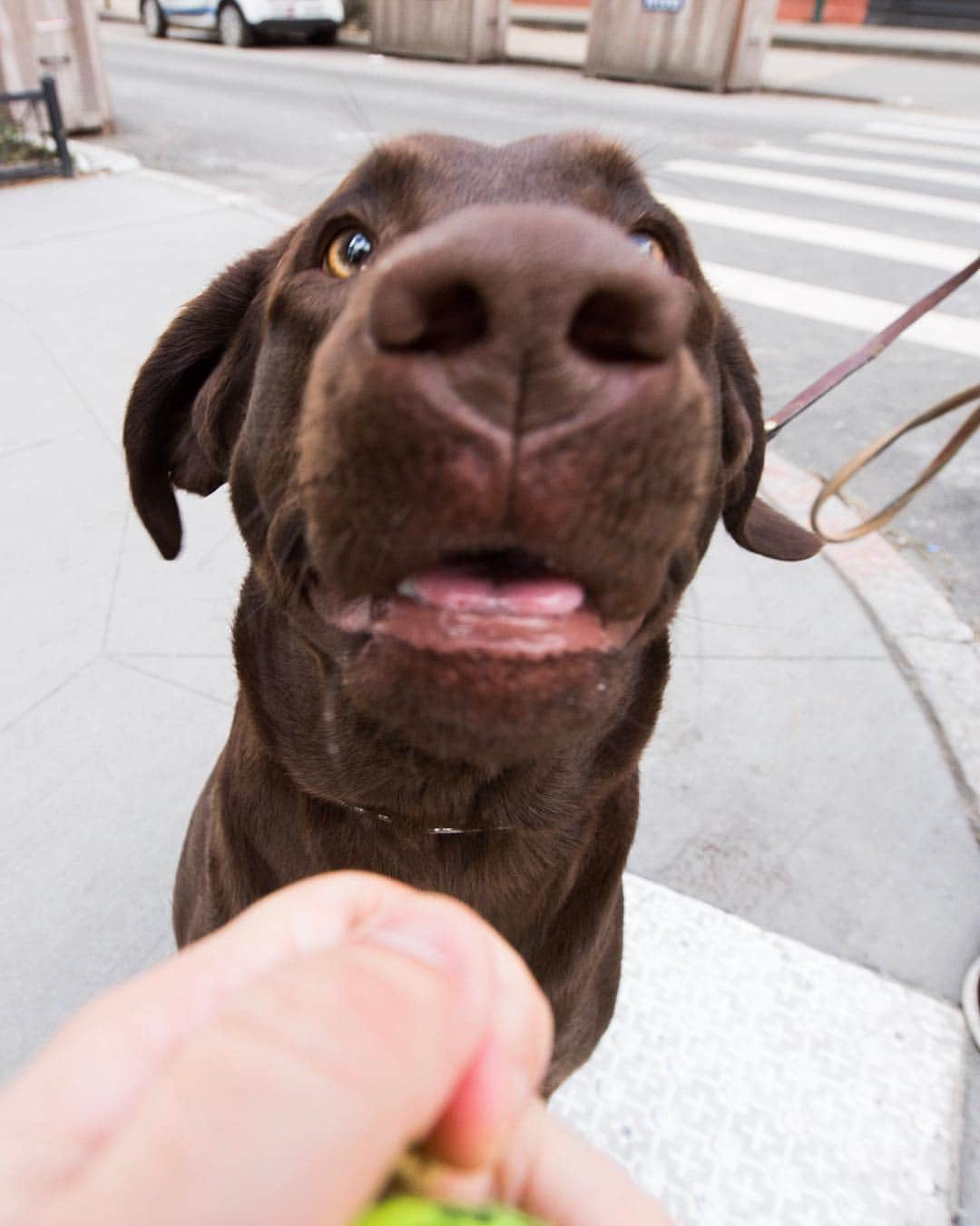 The Dogistさんのインスタグラム写真 - (The DogistInstagram)「Cuauhtémoc, Labrador Retriever (11 m/o), Charles & Bleecker St., New York, NY • “Cuauhtémoc was the last Aztec Emperor.”」4月22日 9時41分 - thedogist