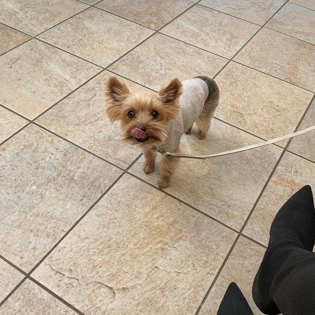 葛岡碧さんのインスタグラム写真 - (葛岡碧Instagram)「🐶 ずっと👅でてる♡ ・ ・ ある日のTea time ☕️🥖 ニケとみゆちゃんと🐶👩🏻♪♪」4月22日 9時33分 - midori_kuzuoka