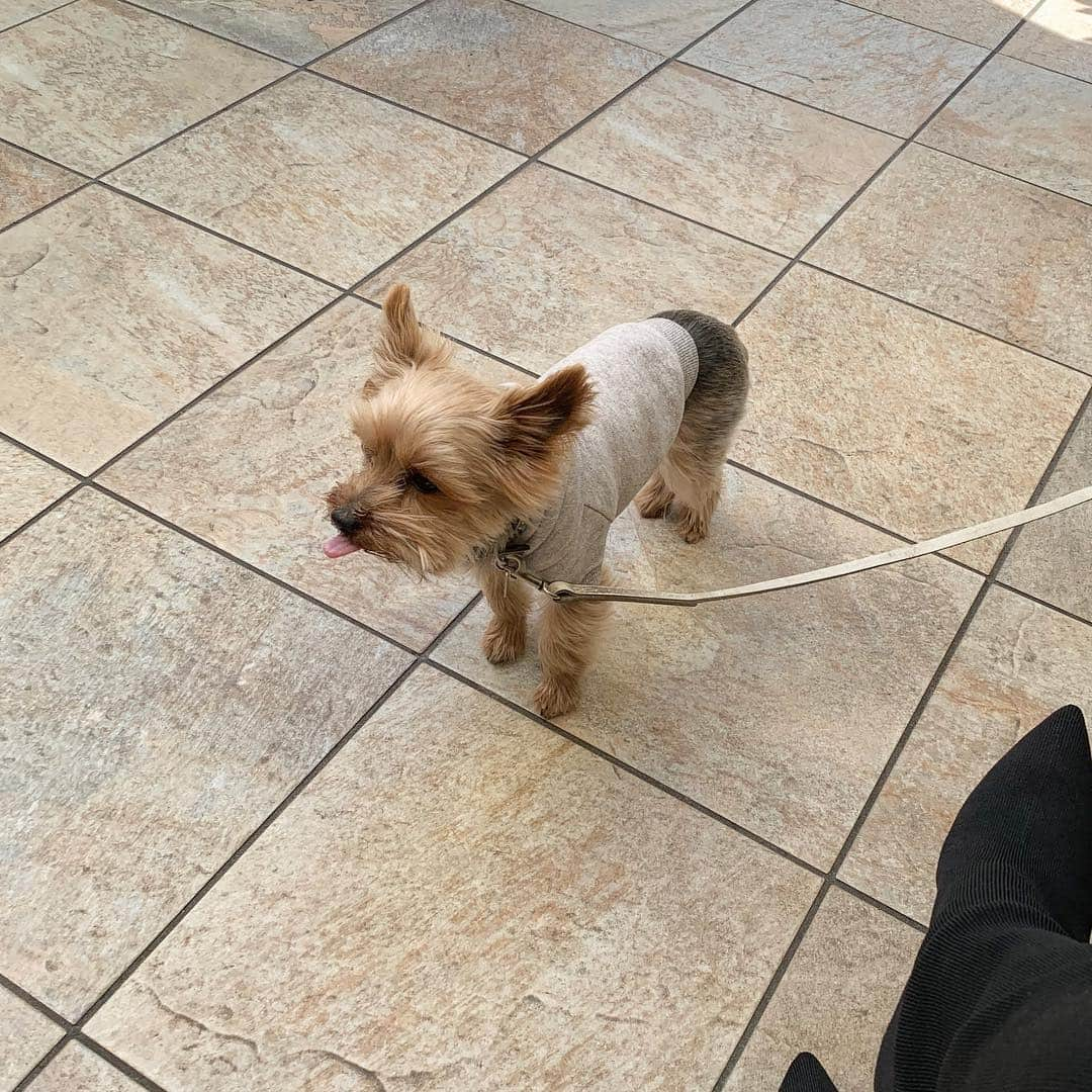 葛岡碧さんのインスタグラム写真 - (葛岡碧Instagram)「🐶 ずっと👅でてる♡ ・ ・ ある日のTea time ☕️🥖 ニケとみゆちゃんと🐶👩🏻♪♪」4月22日 9時33分 - midori_kuzuoka