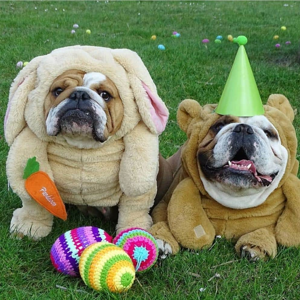 Bodhi & Butters & Bubbahさんのインスタグラム写真 - (Bodhi & Butters & BubbahInstagram)「There’s no bunny like you 💕 . . . . #bulldog #easter #bunny #puppy #love #dogsofinstagram #cute @kingmajesty_and_princessrose」4月22日 9時36分 - keonistuff