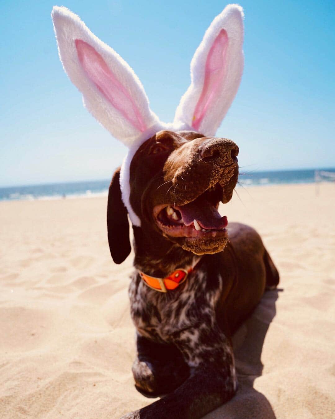 アダム・センさんのインスタグラム写真 - (アダム・センInstagram)「Happy Easter from the beach bunny himself.🐰 ———————————————————————— #GermanShortHairedPointer」4月22日 9時47分 - adamsenn
