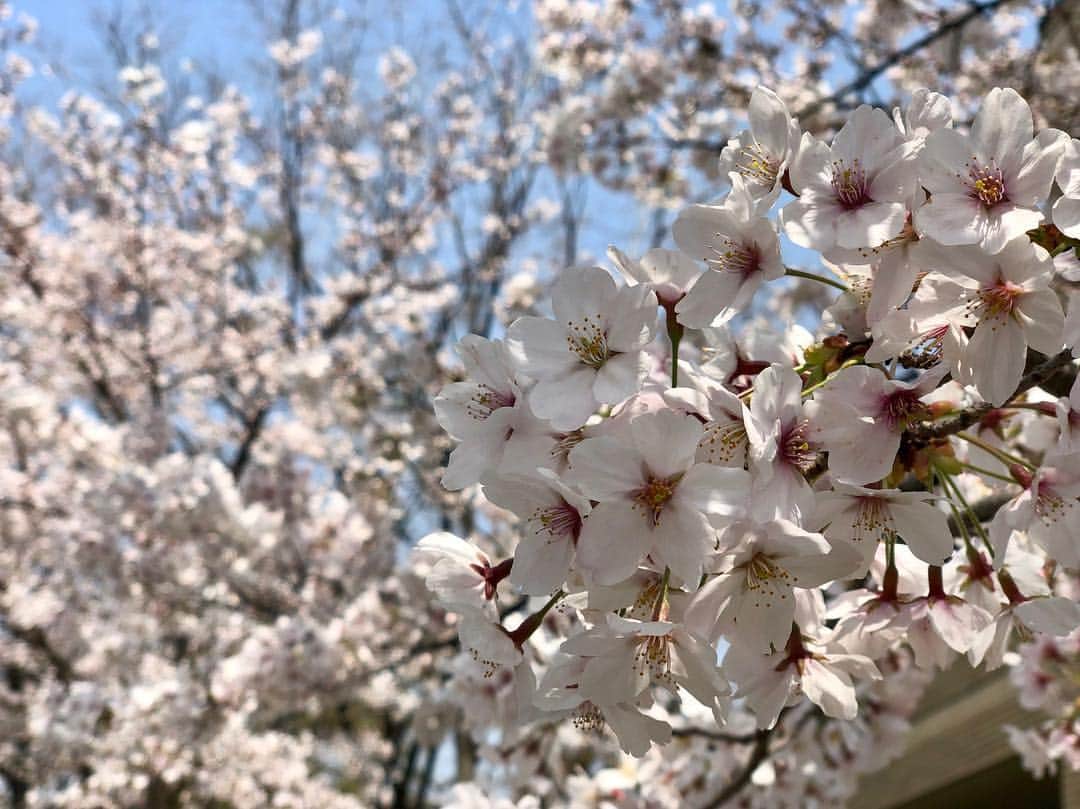 読売テレビアナウンス部さんのインスタグラム写真 - (読売テレビアナウンス部Instagram)「ソメイヨシノロスの皆様へ  近畿地方はすっかり葉桜になってしまいましたねぇ〜  皆様の地域は、今どれくらいでしょうか？  咲く時間が短いからこそ、美しくも儚いからこそ愛されるソメイヨシノ  各地のロスの方、これを見て想いに浸って下さい！  ちなみに、私は、歩きながらほんの少し観ただけで、今年も花見酒はできませんでした…（ ; ; ）  尾山」4月22日 10時03分 - ytvana_official