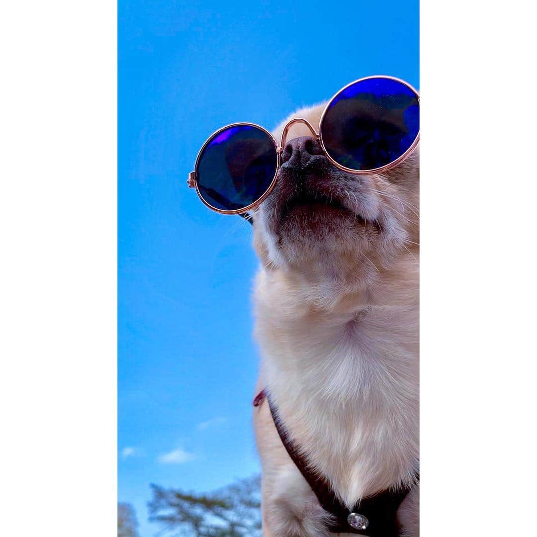 巴田みず希さんのインスタグラム写真 - (巴田みず希Instagram)「小晴です。 ・ Hey. ・ ・ ・ #chihuahua #chihuahua_feature #chihuahualife #chihuahuafanatics #chihuahuaoftheday #dog #dogoftheday #dogstagram #doglovers #dogs_of_instagram #dogsofinstagram #ilovemydog #doglover #チワワ #犬 #スムースチワワ #スムチー #わんこ #ちわすたぐらむ #いぬすたぐらむ #スムースチワワ部 #sunglasses #glasses #サングラス #summer #夏 #おしゃれ」4月22日 10時24分 - mizukitomoda